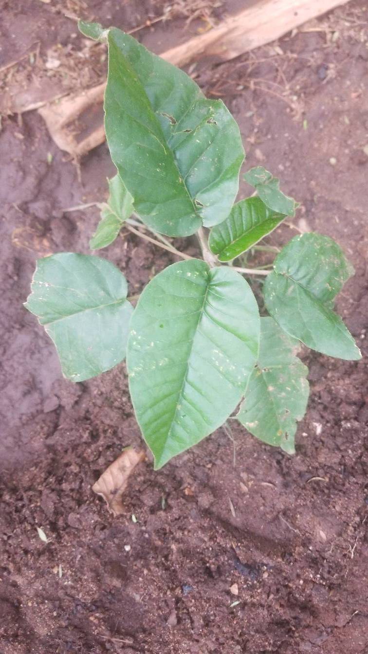 tree