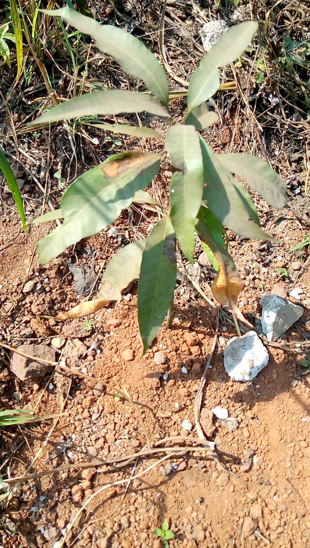 tree
