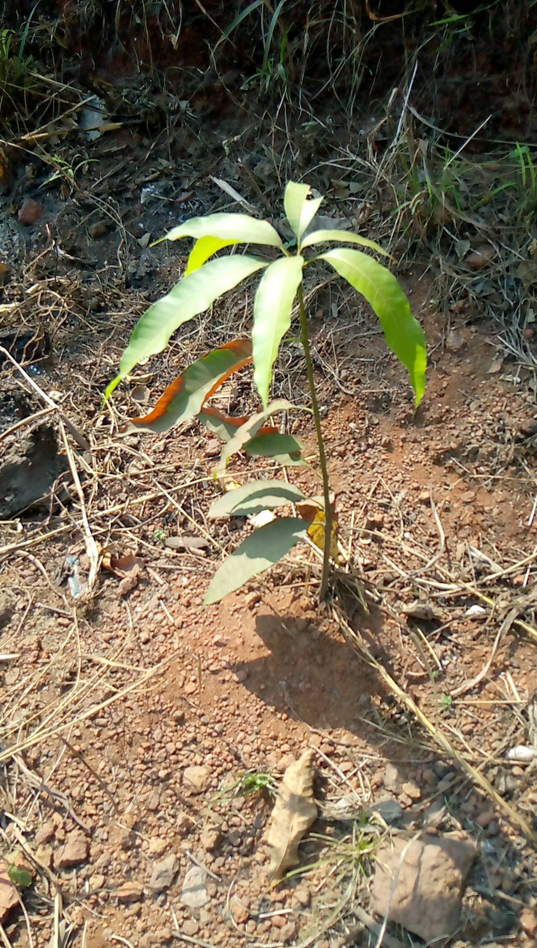 tree