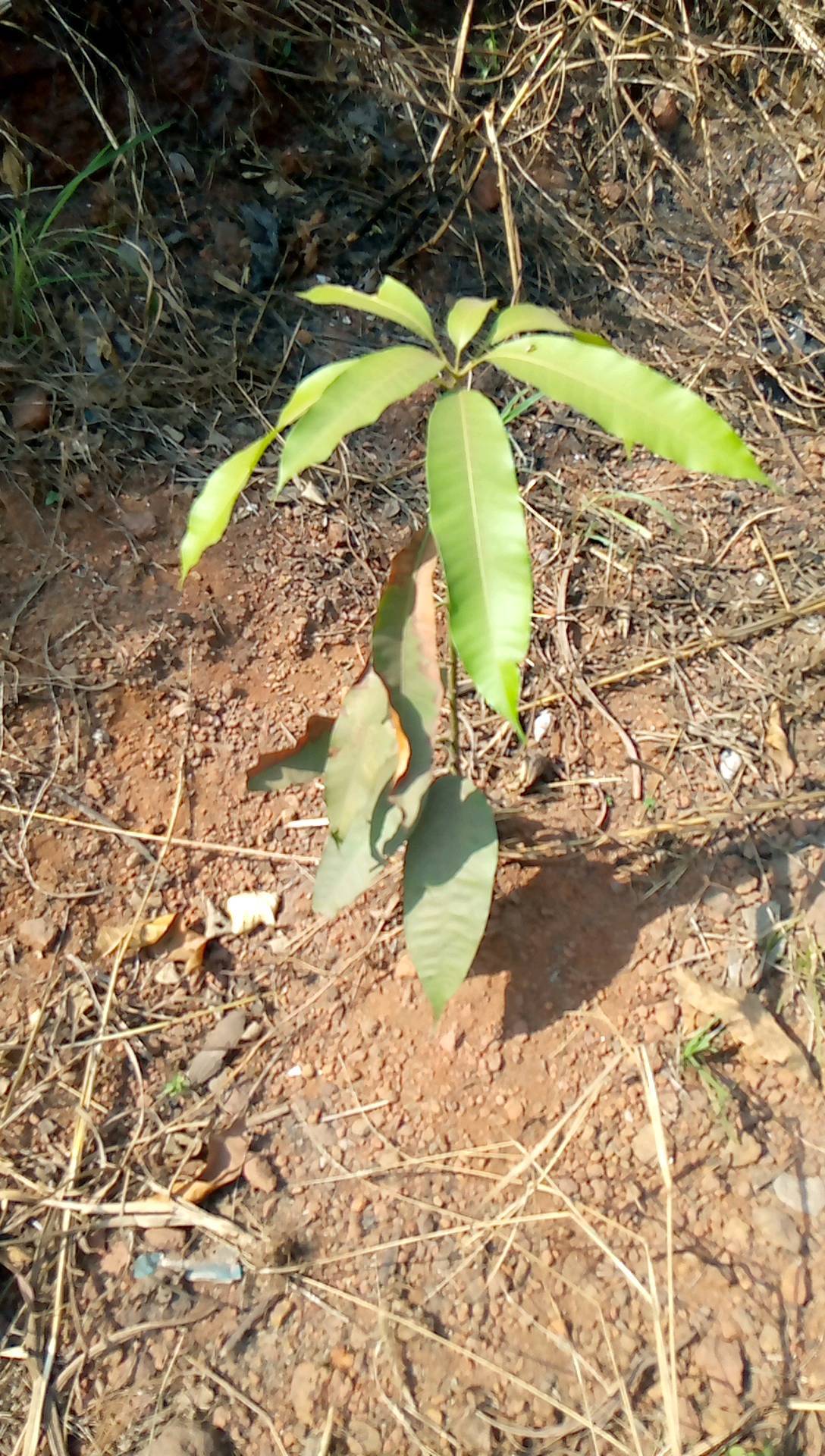 tree