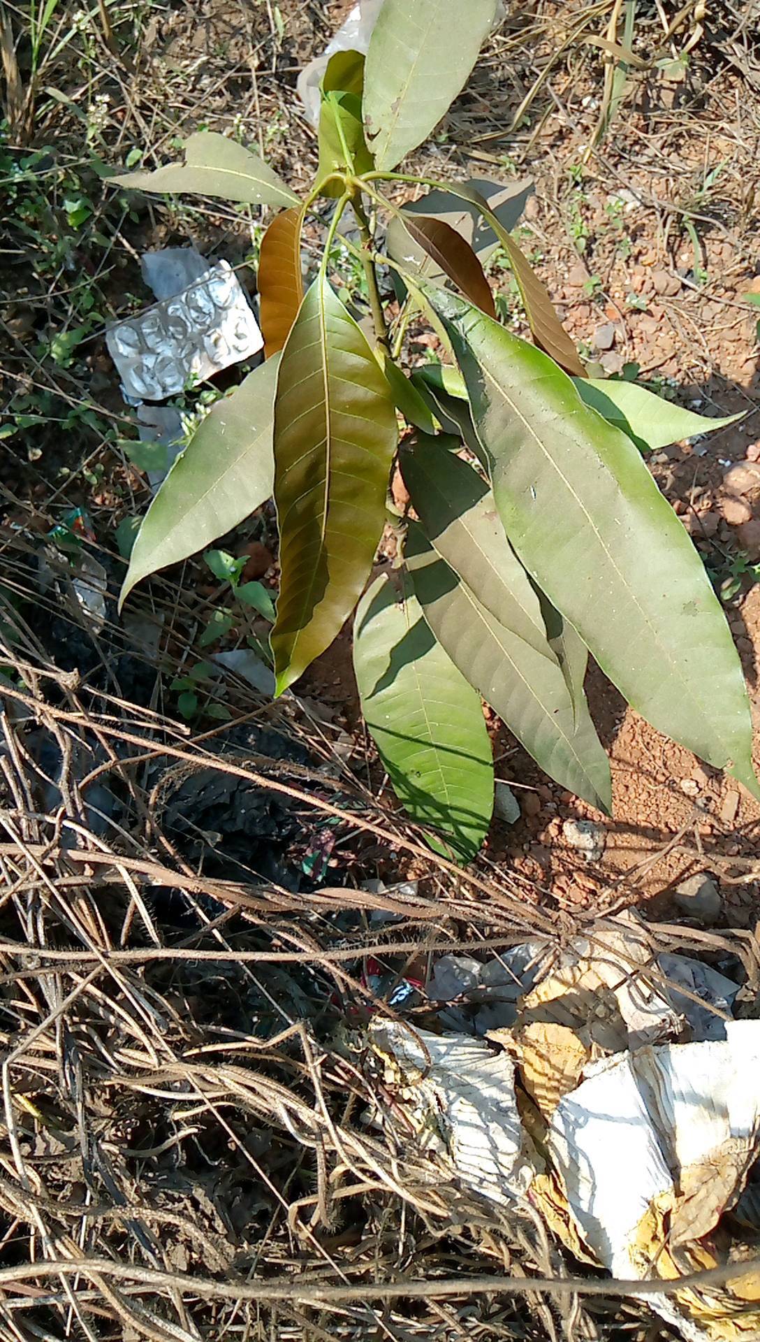 tree