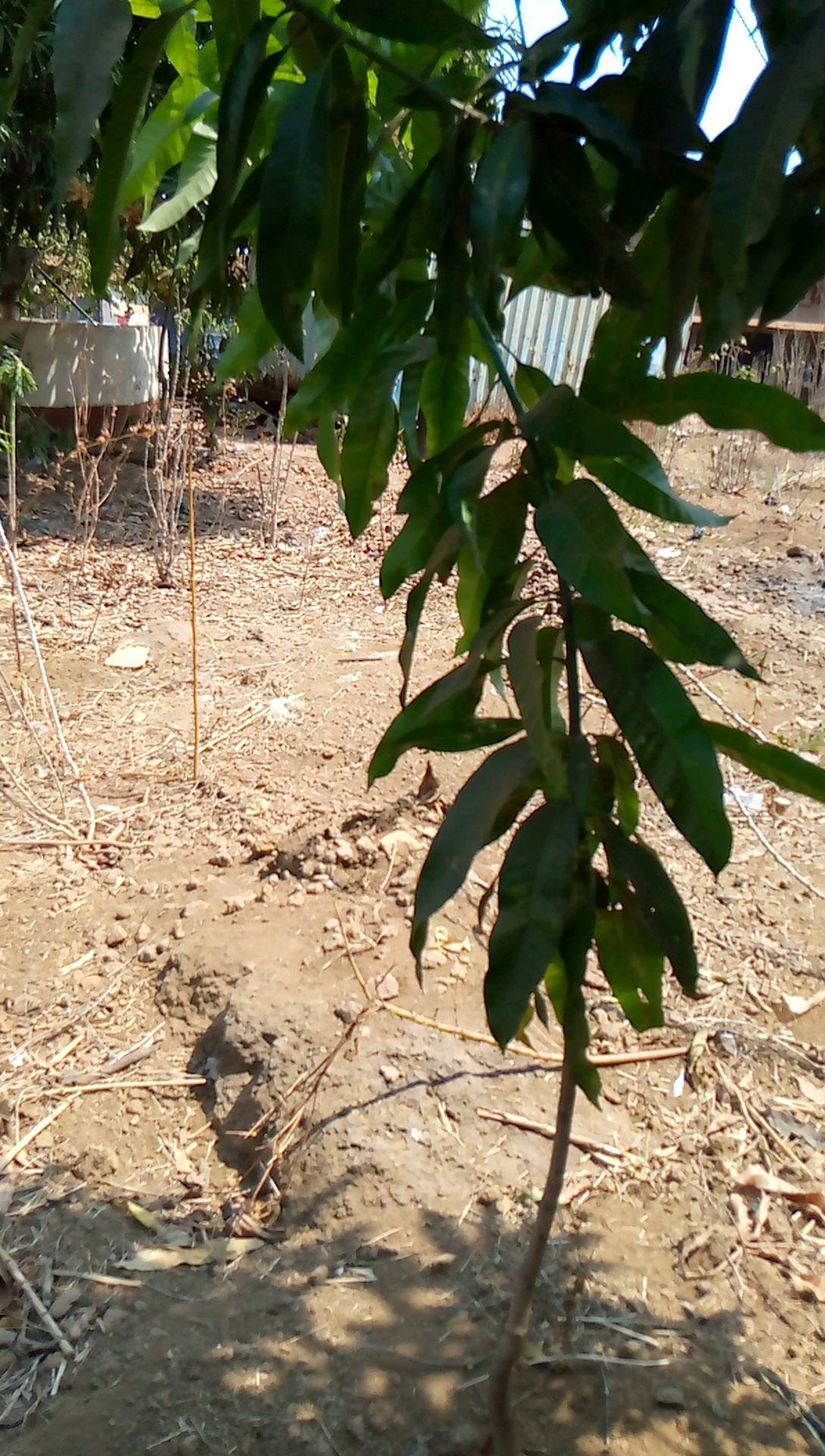 tree