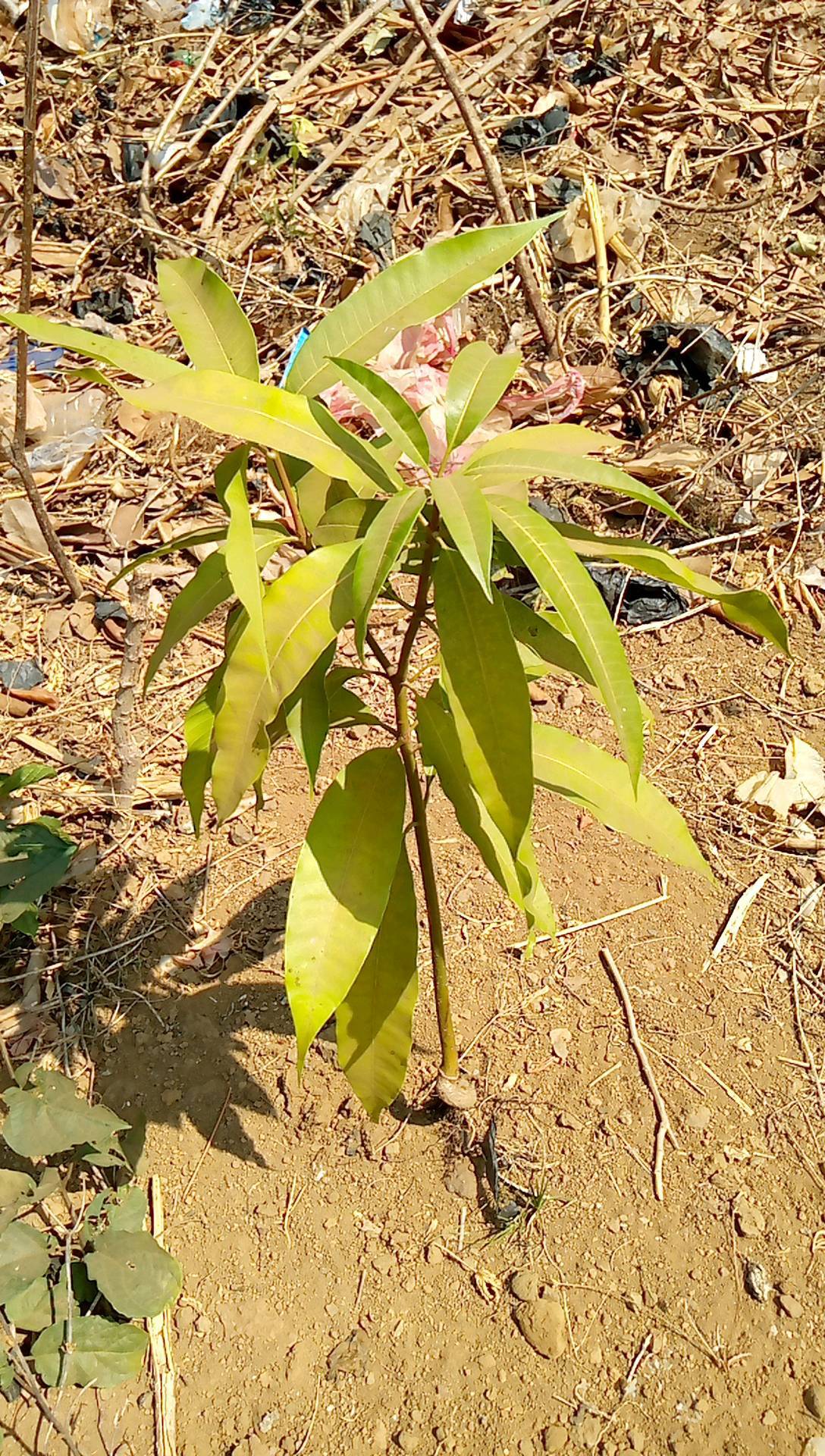 tree