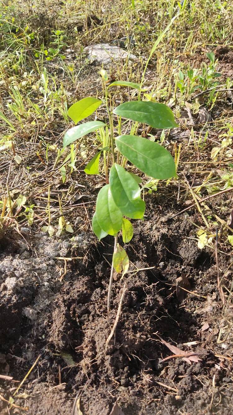 tree