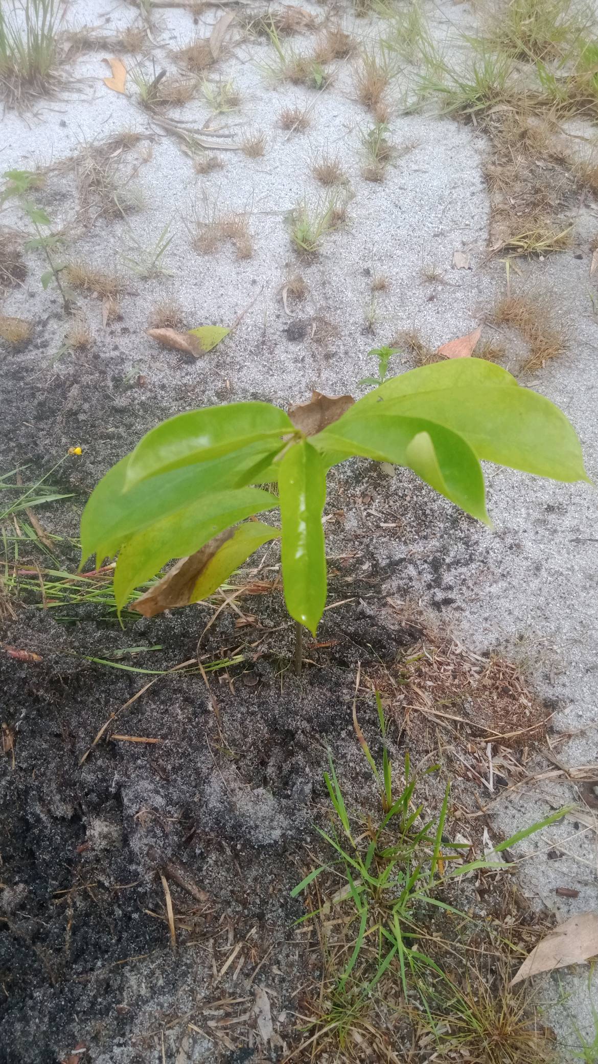 tree