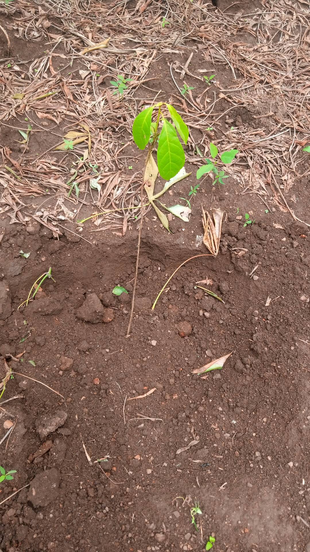 tree