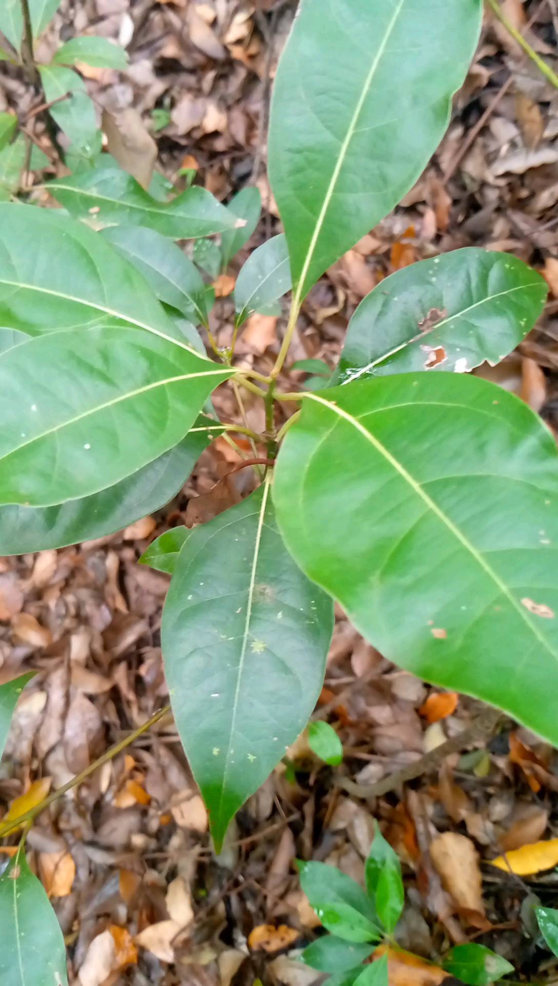 tree