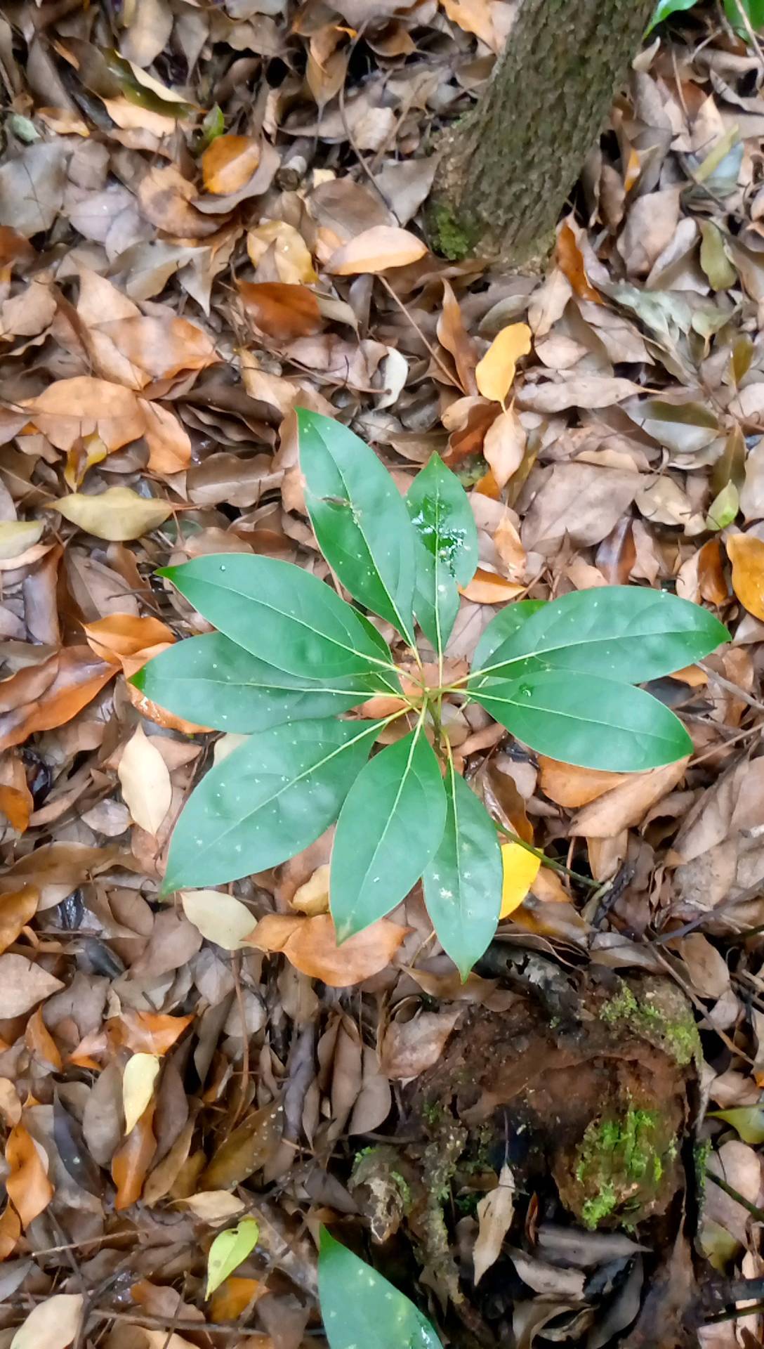 tree