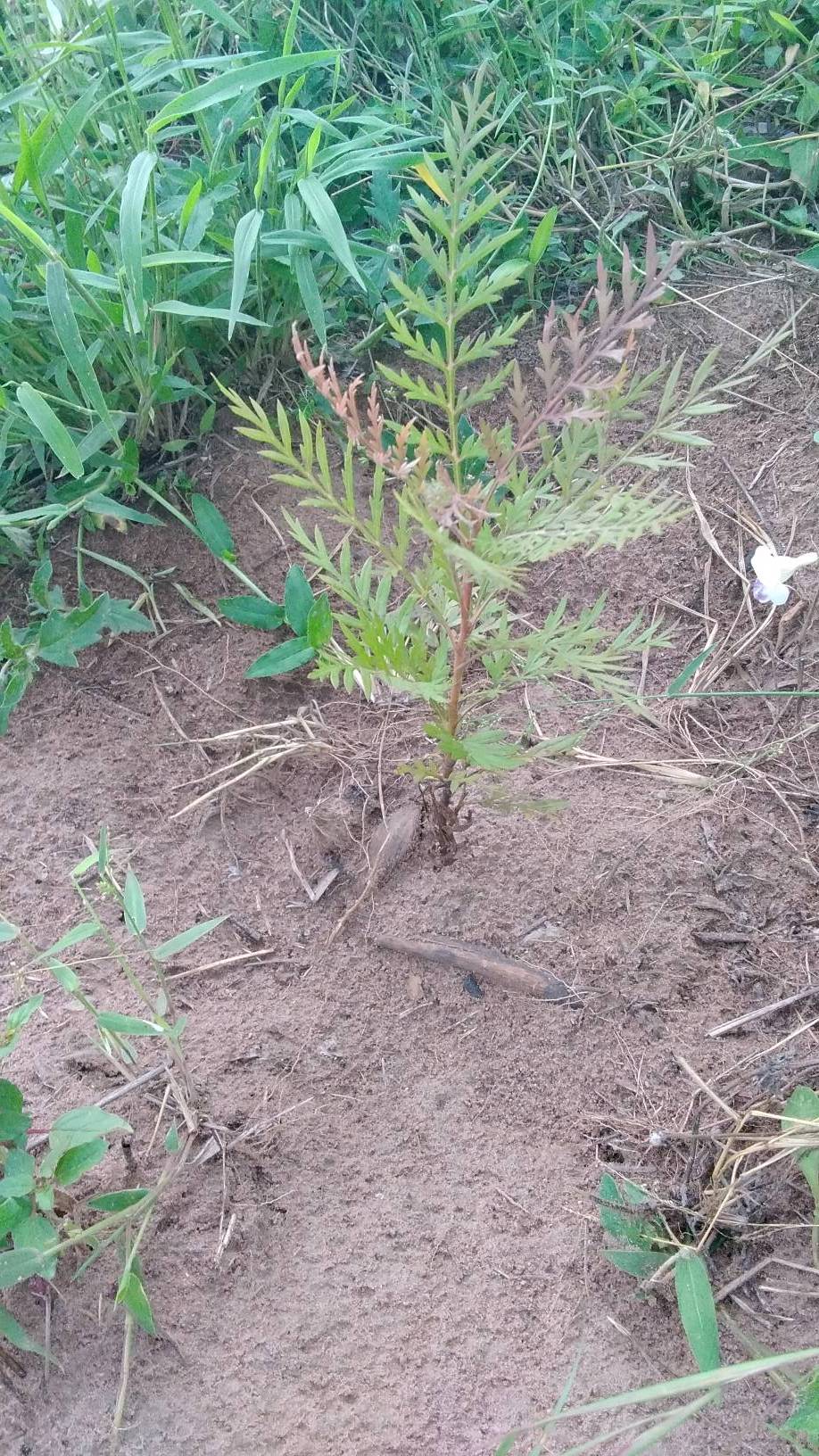 tree