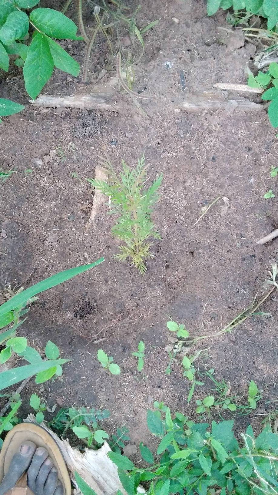 tree