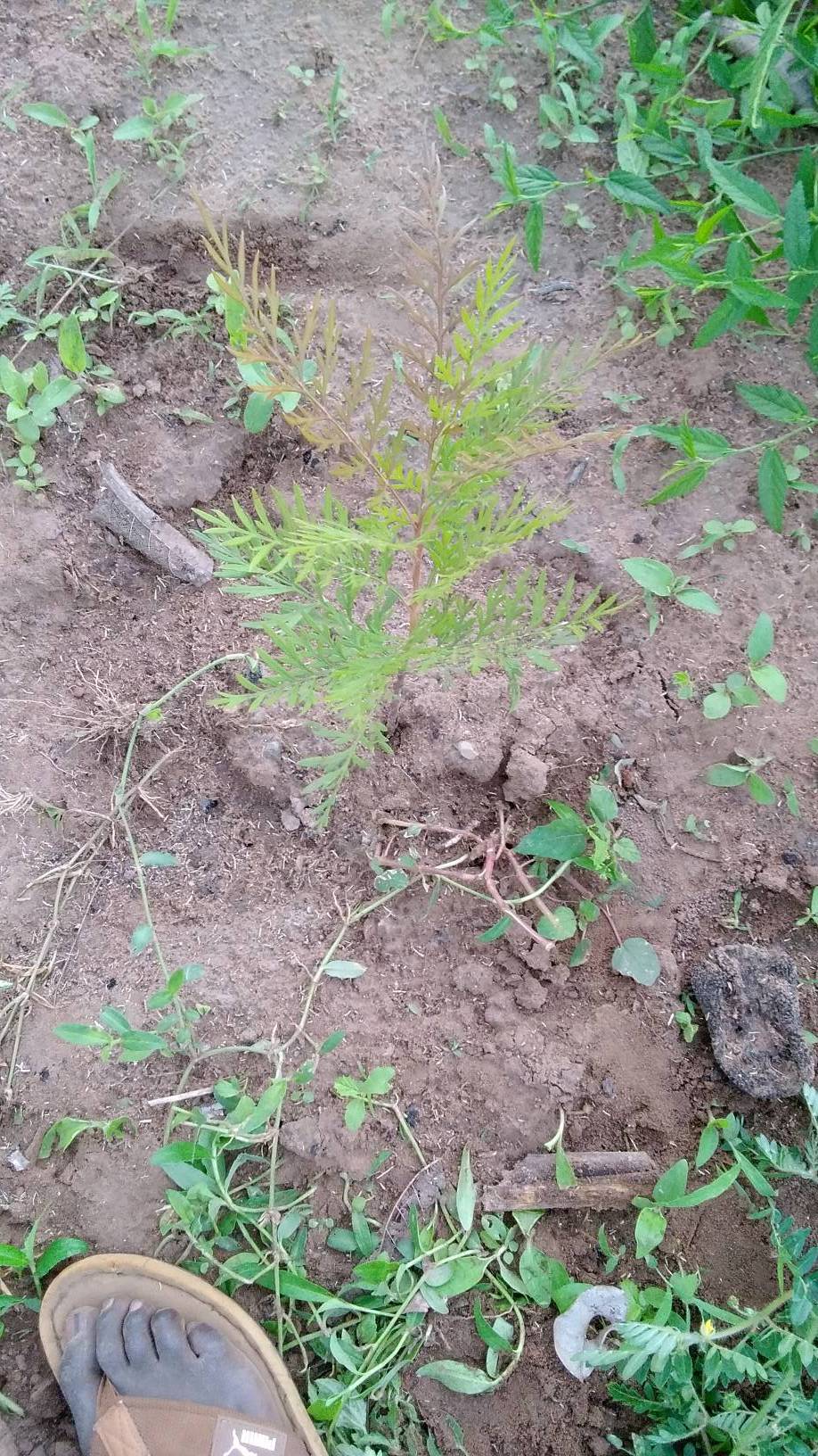 tree