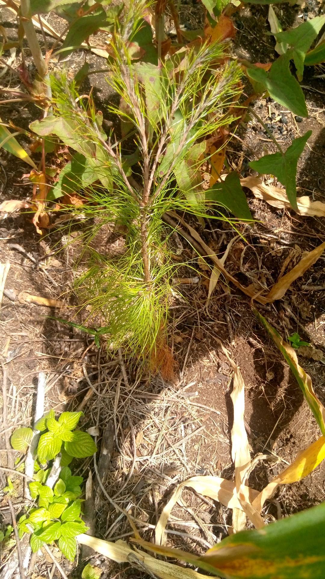 tree