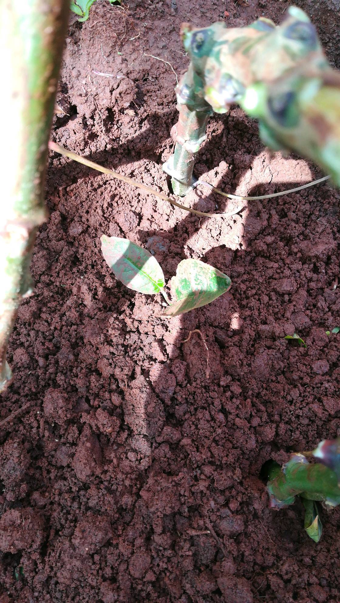 tree