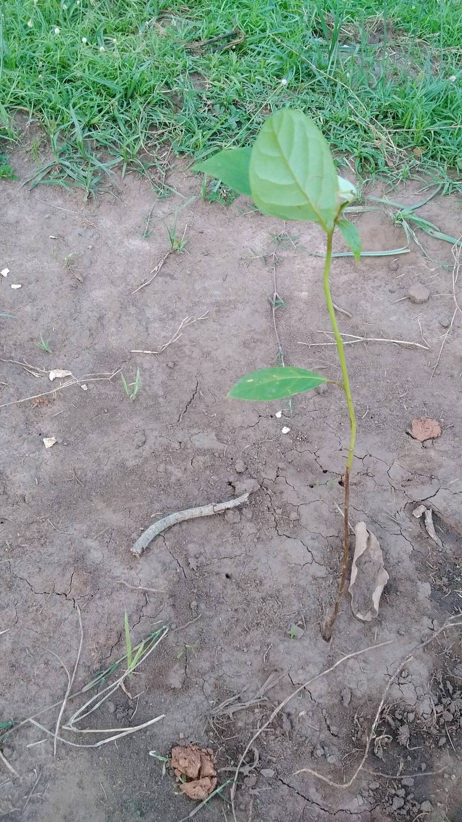 tree
