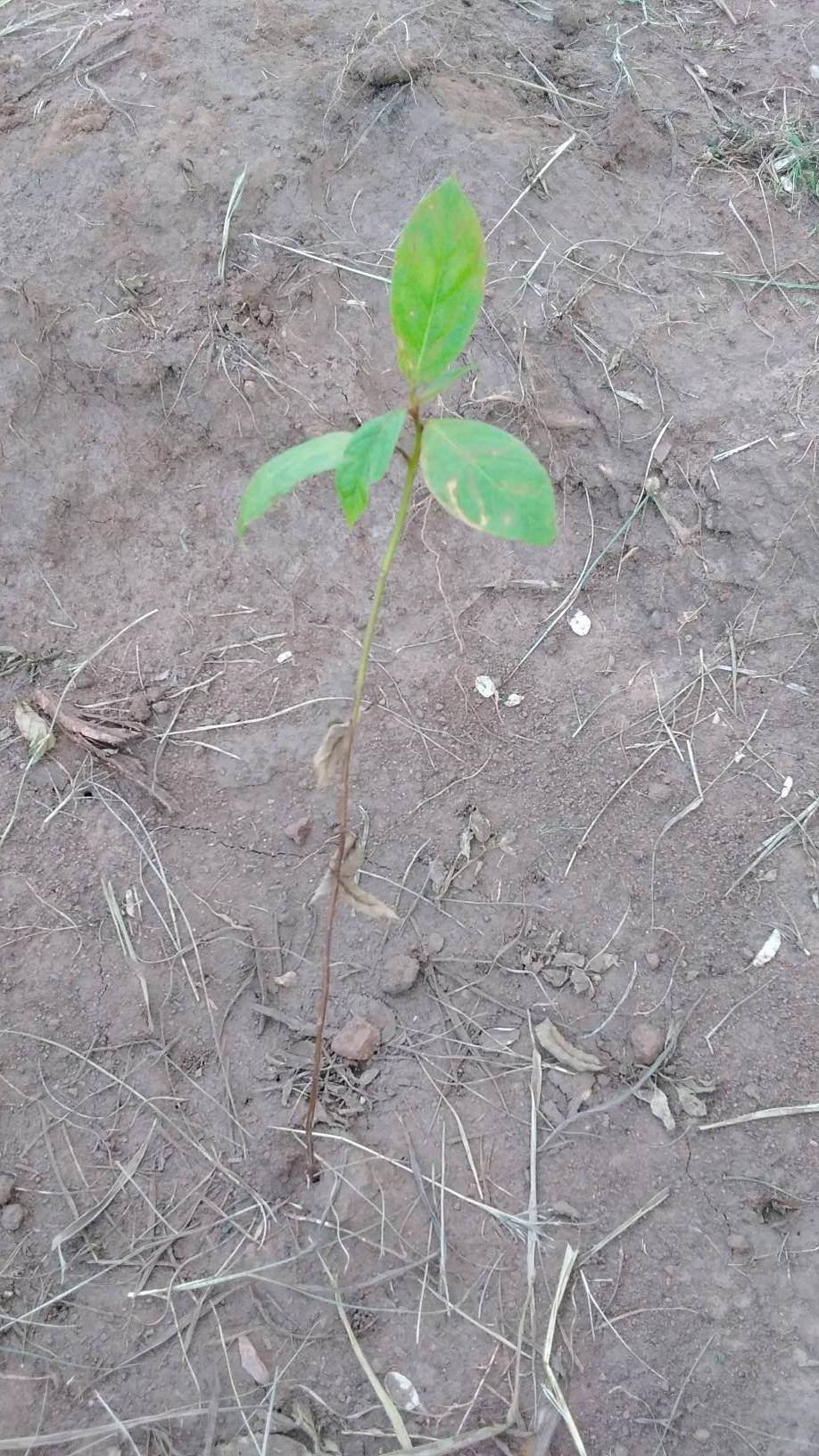 tree