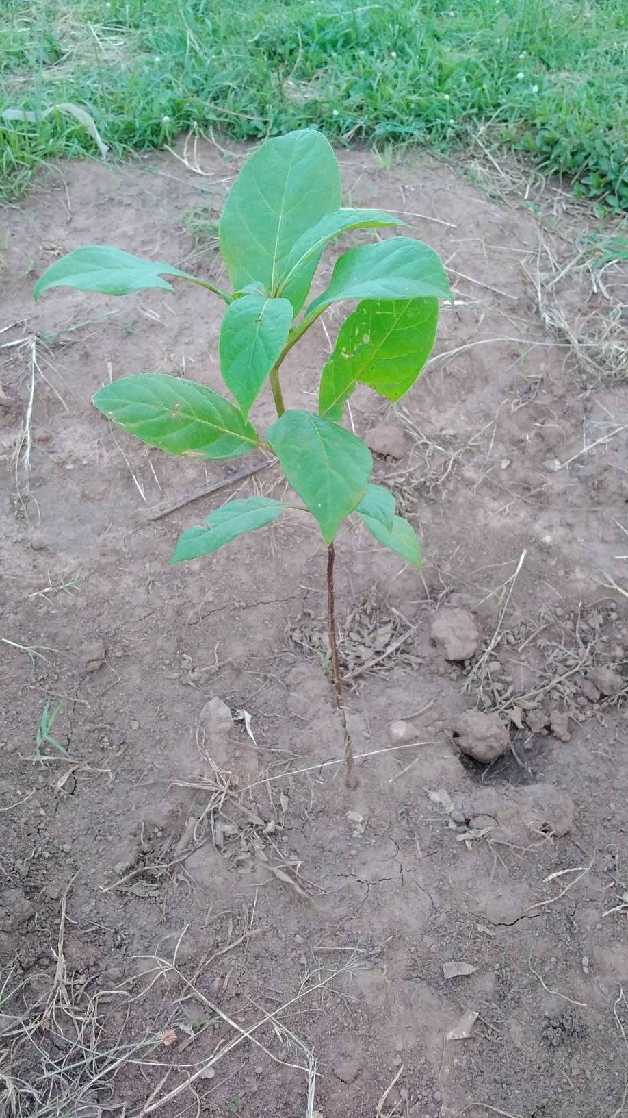 tree