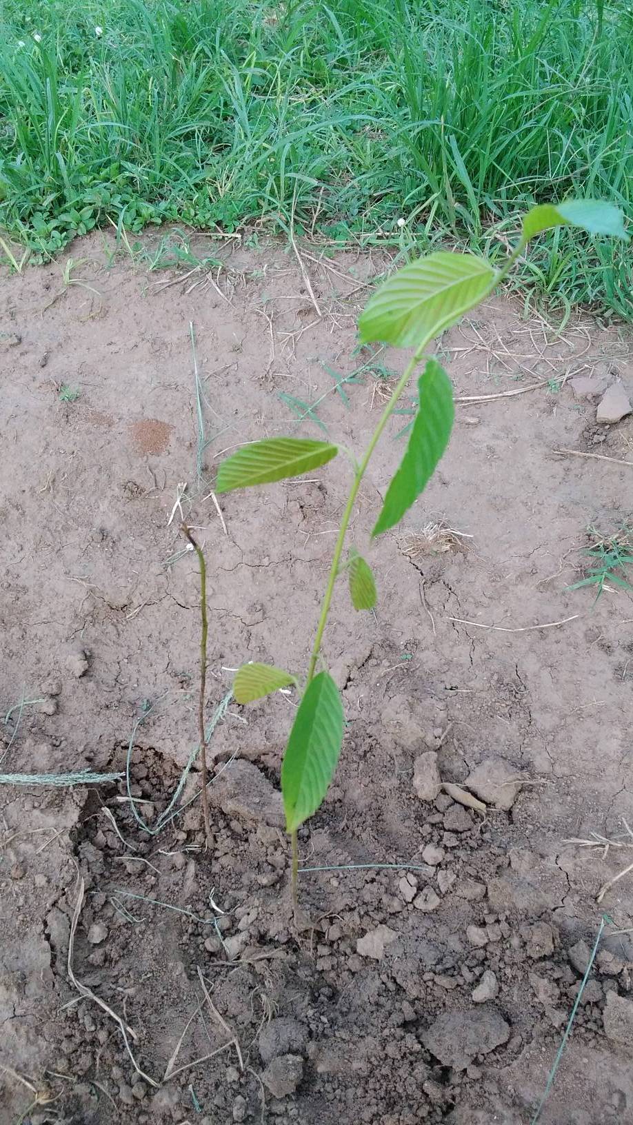 tree