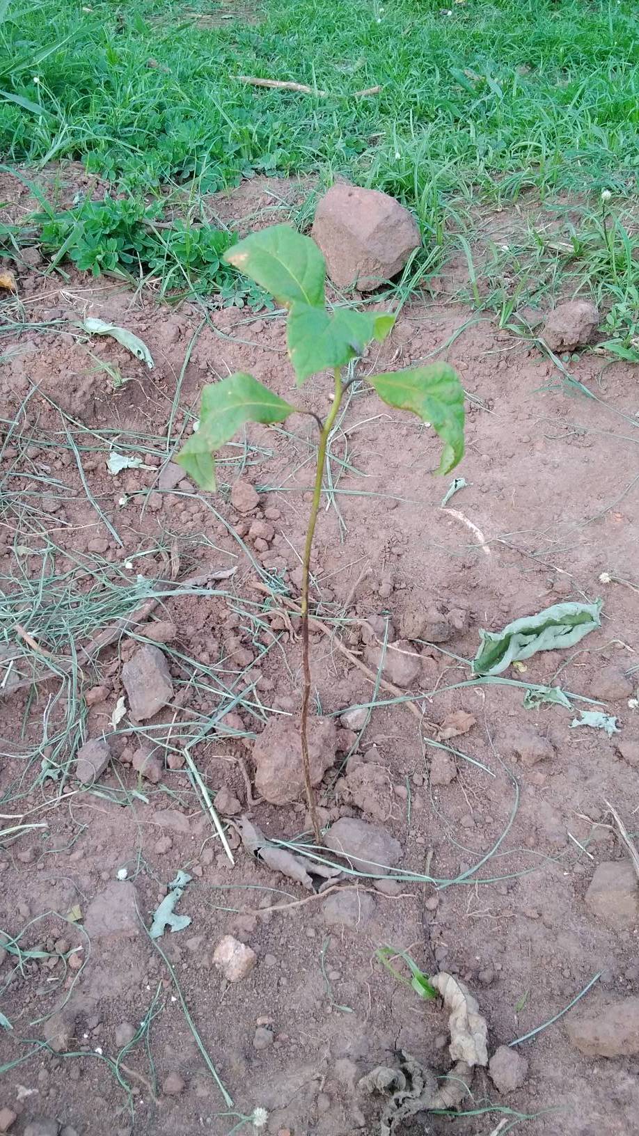 tree
