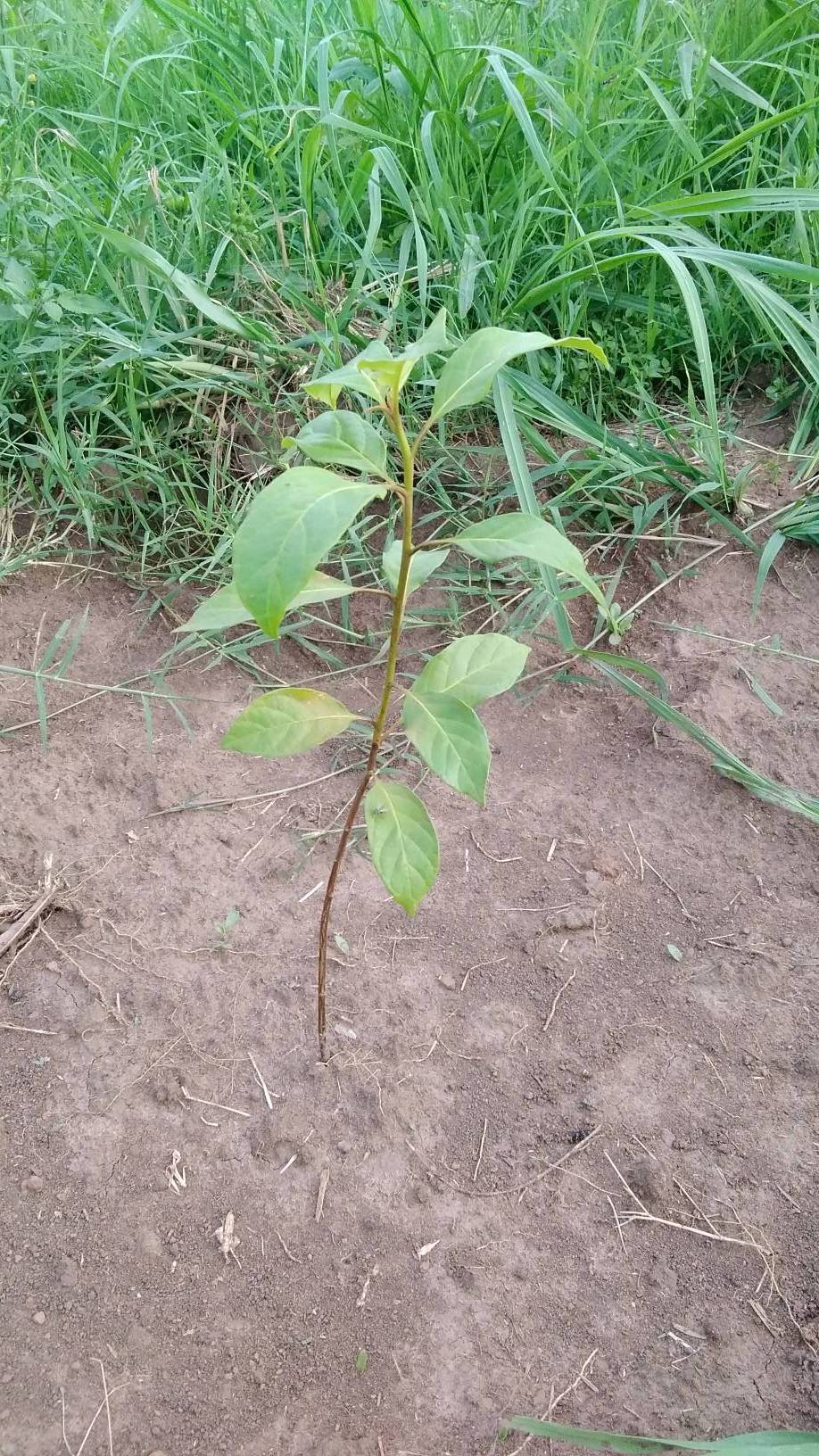 tree