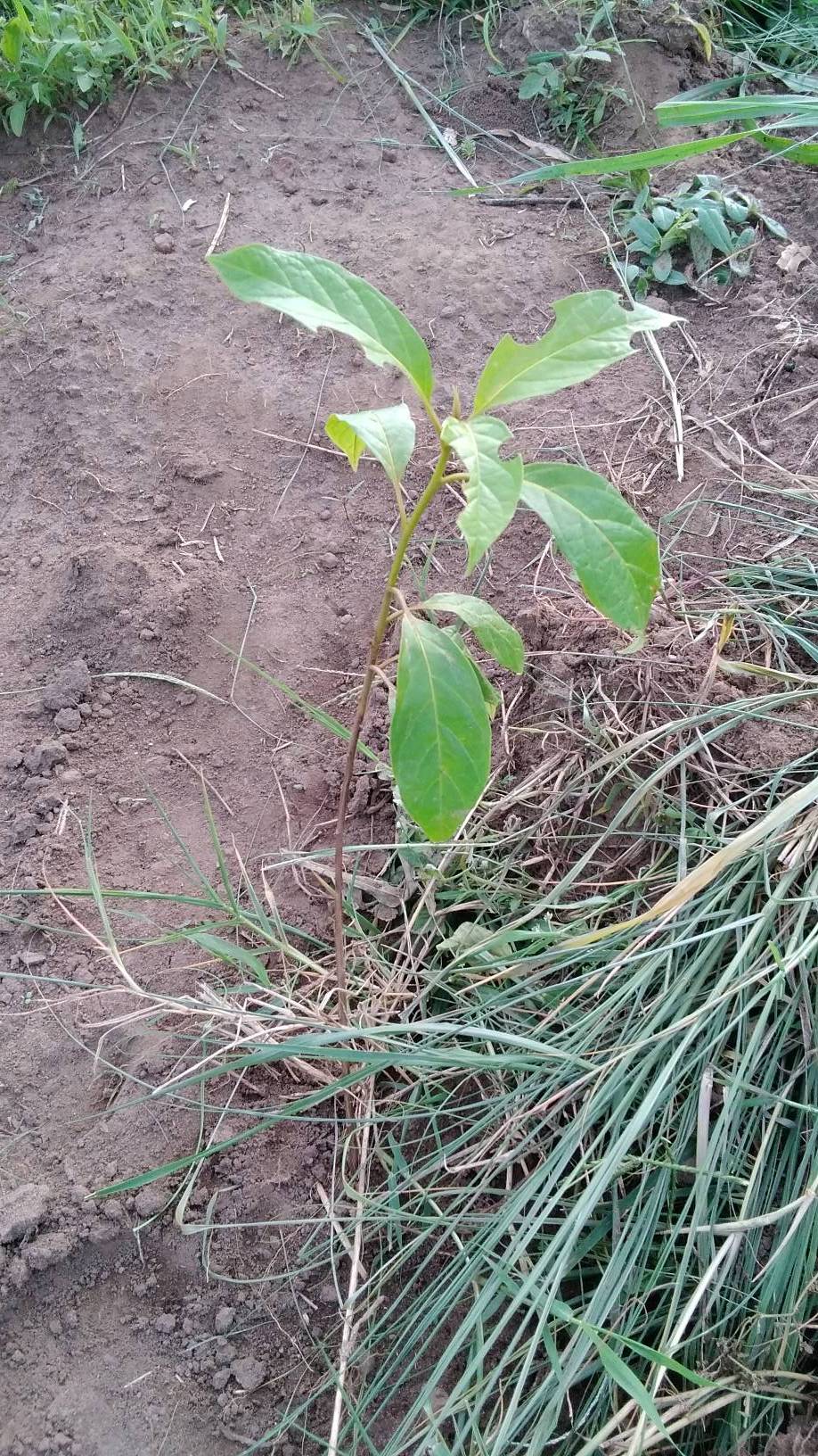 tree