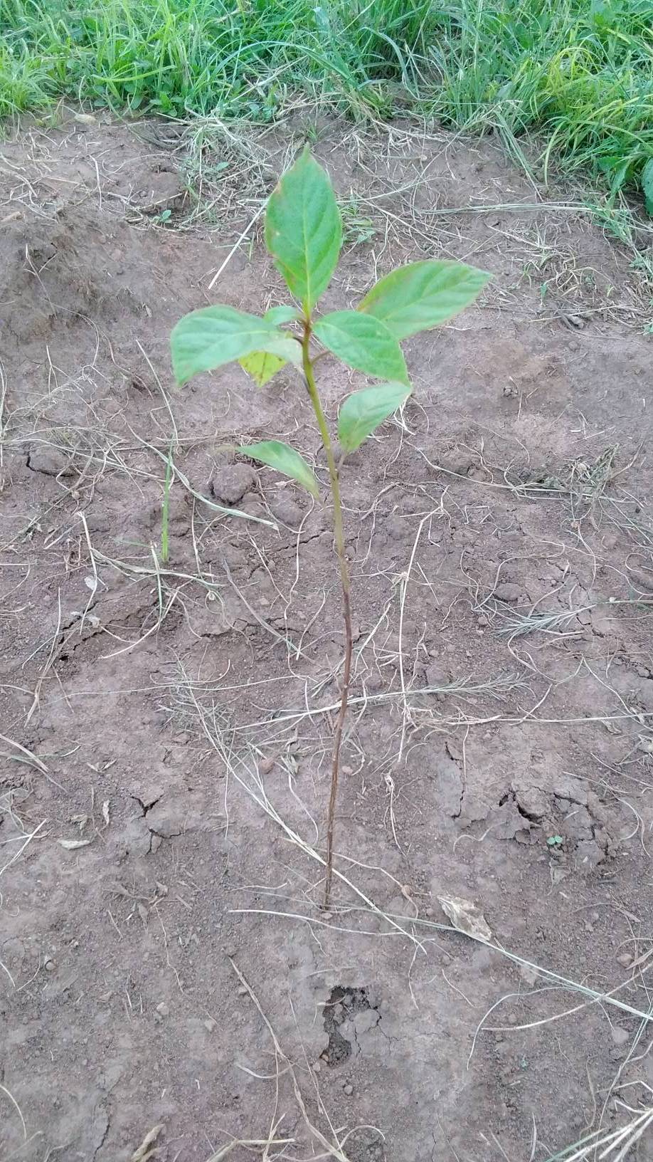 tree