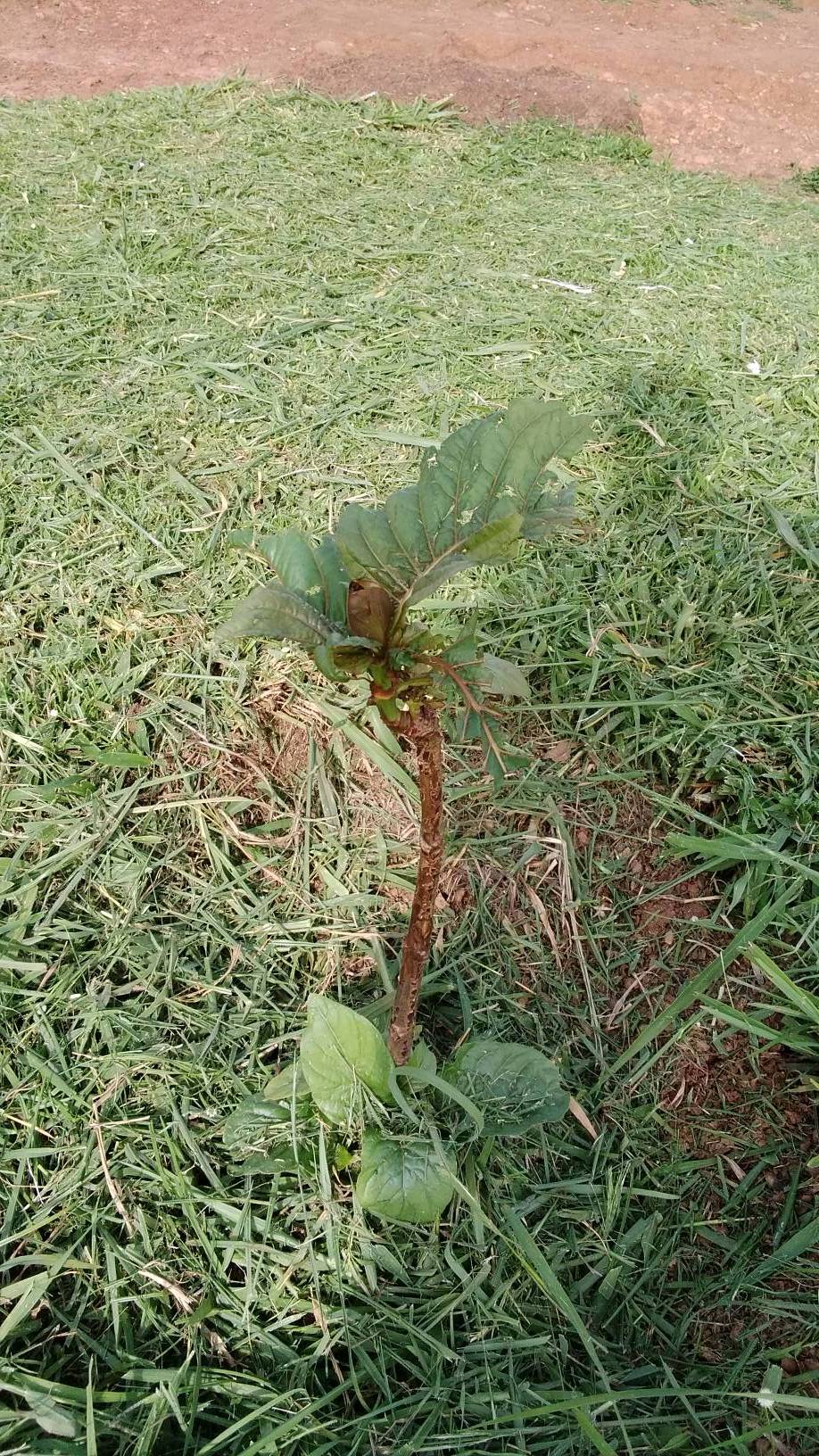 tree