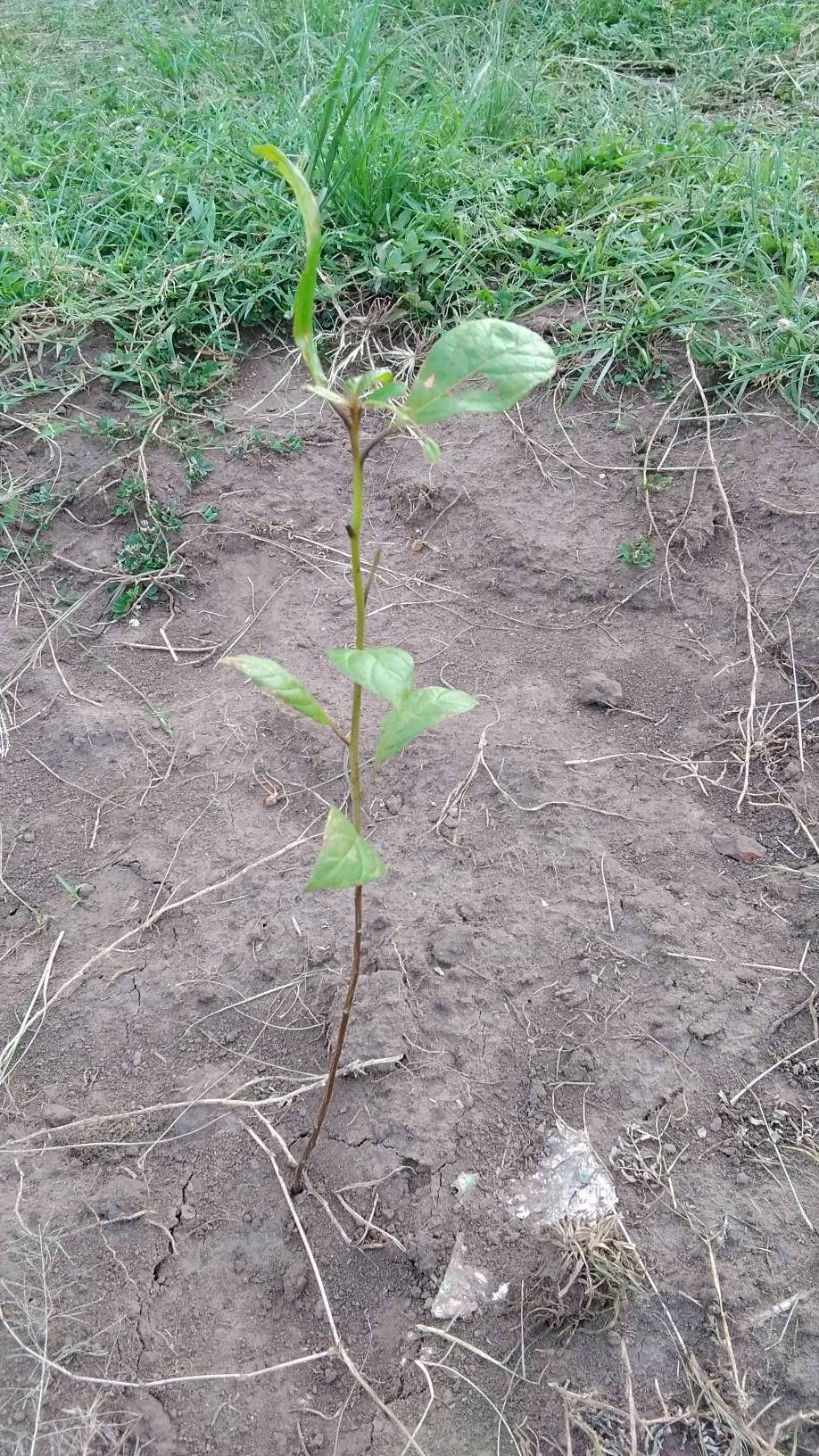 tree