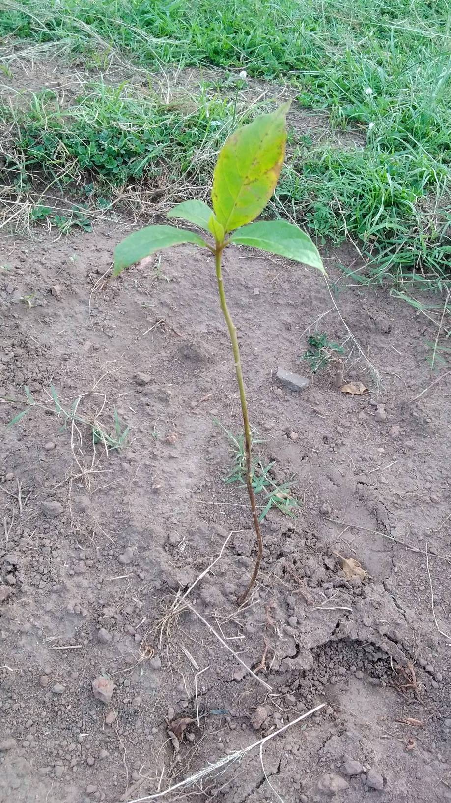 tree