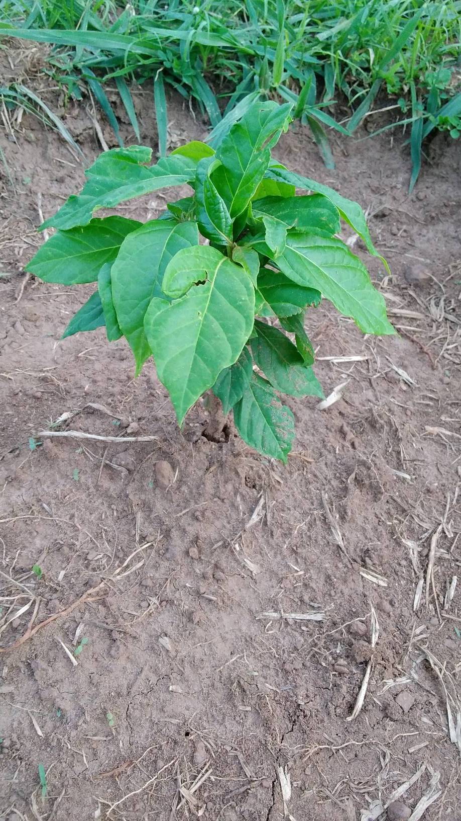 tree