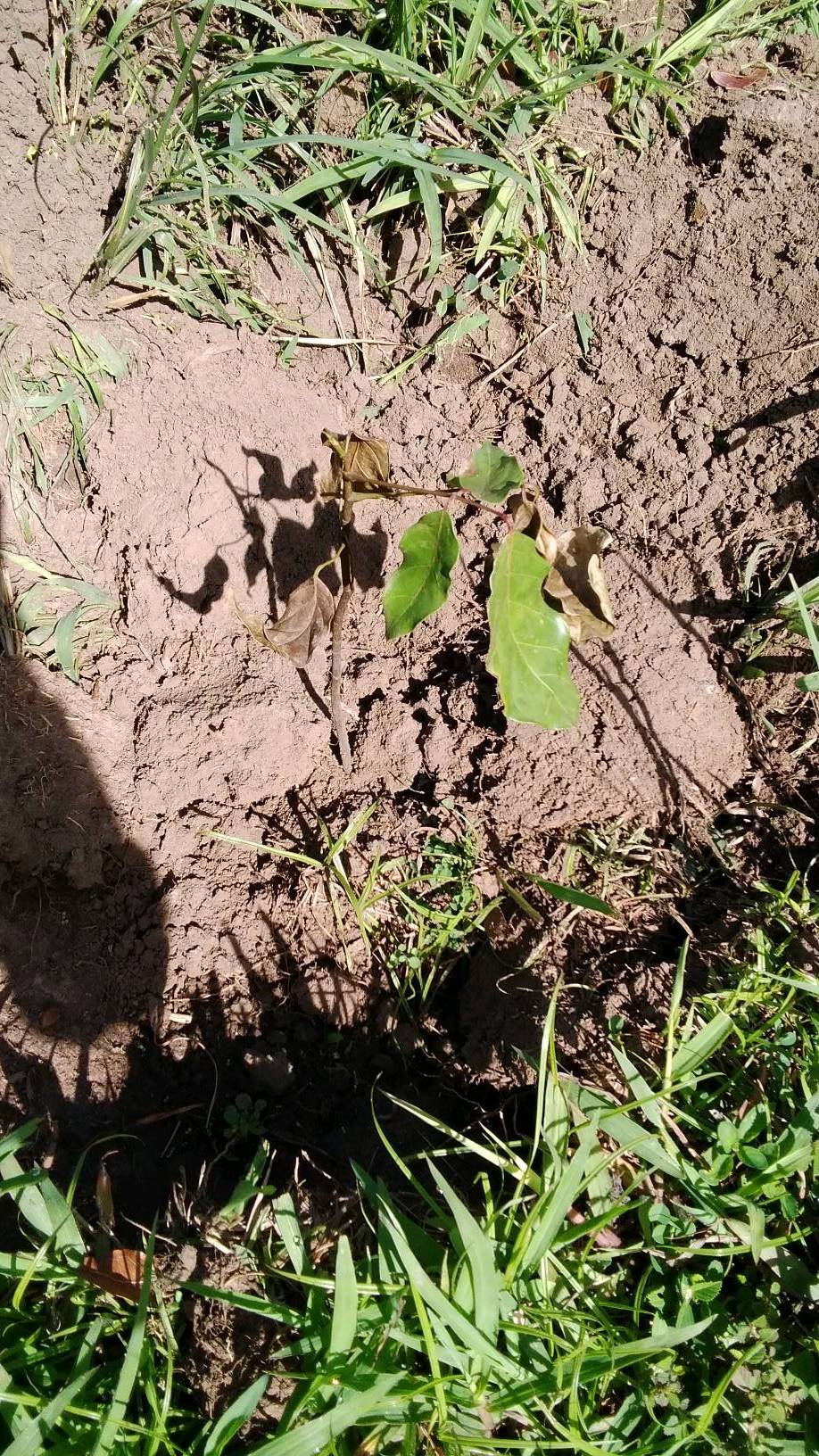 tree