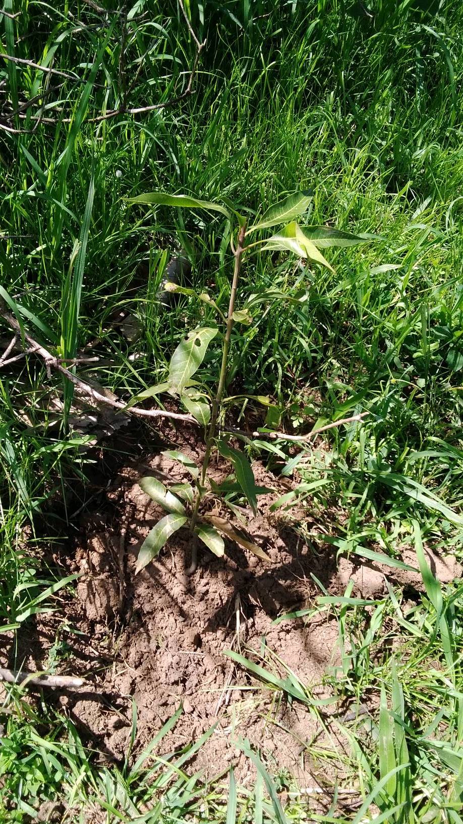 tree