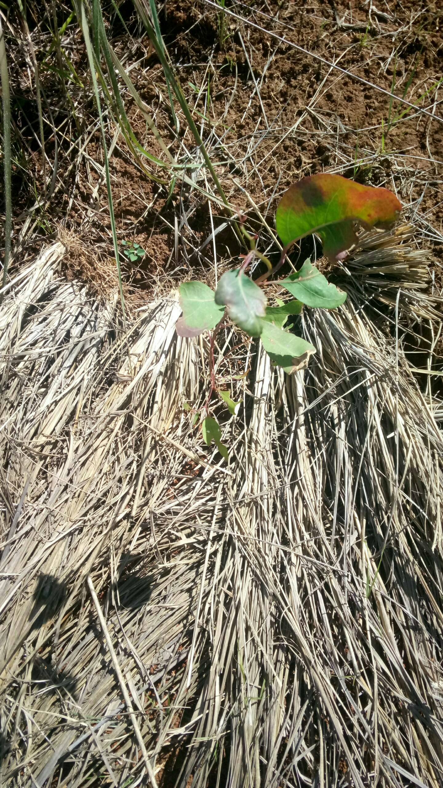 tree