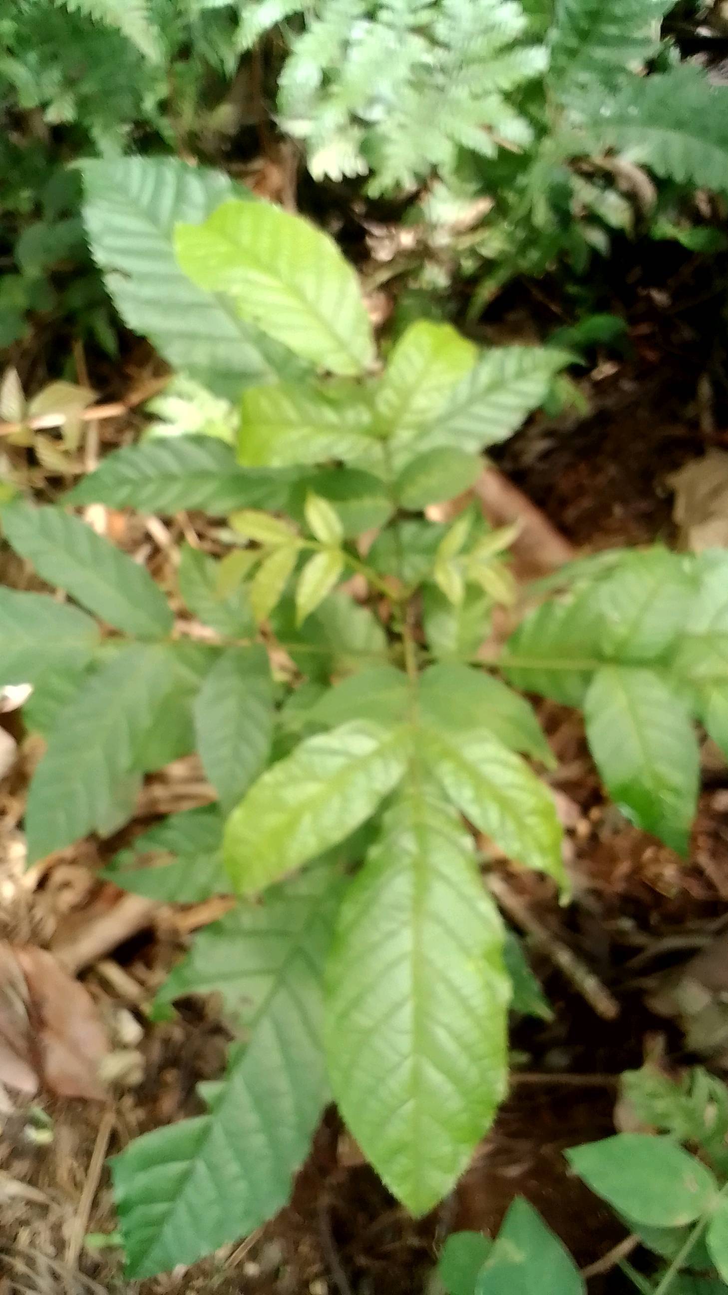 tree