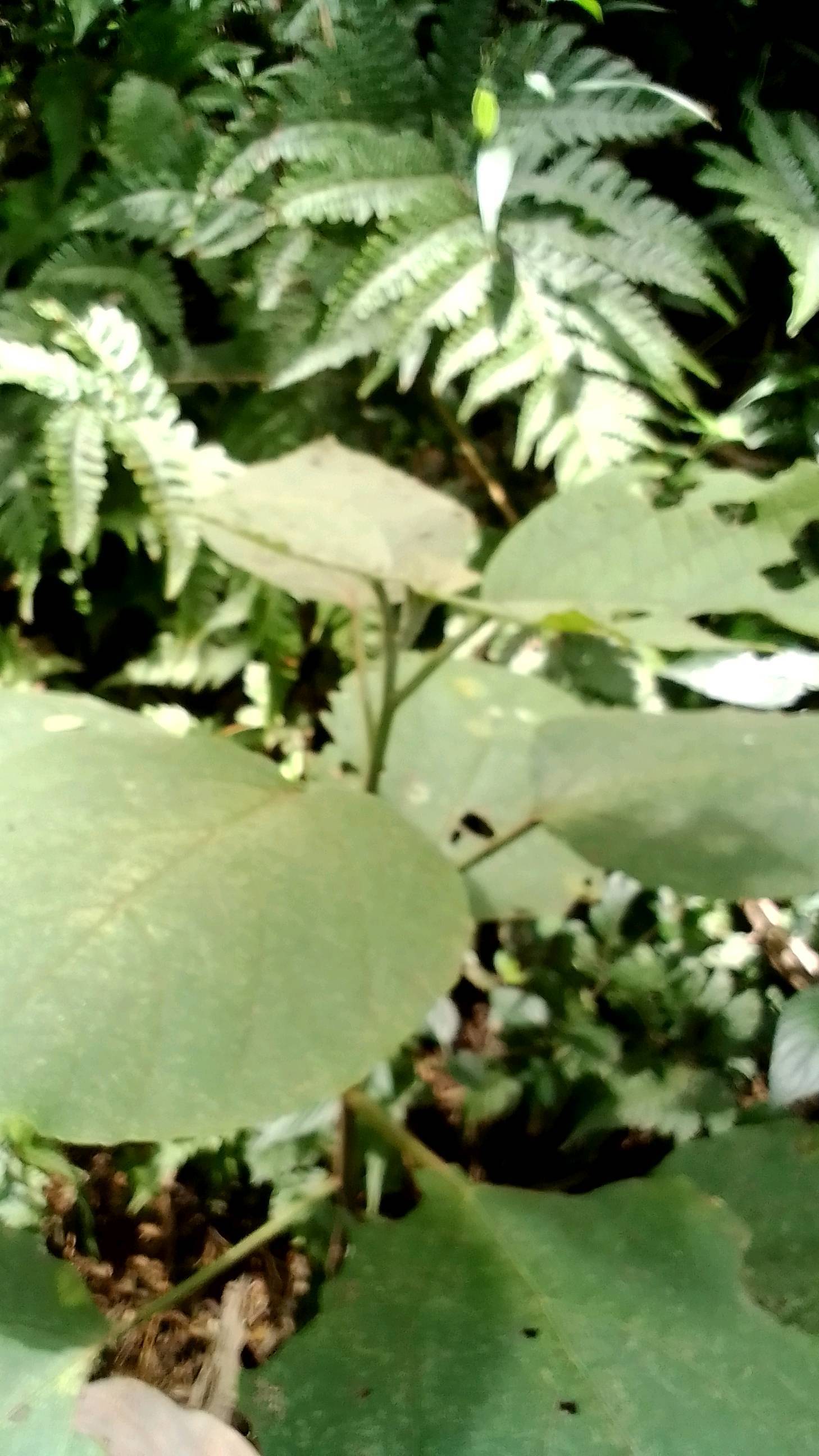tree