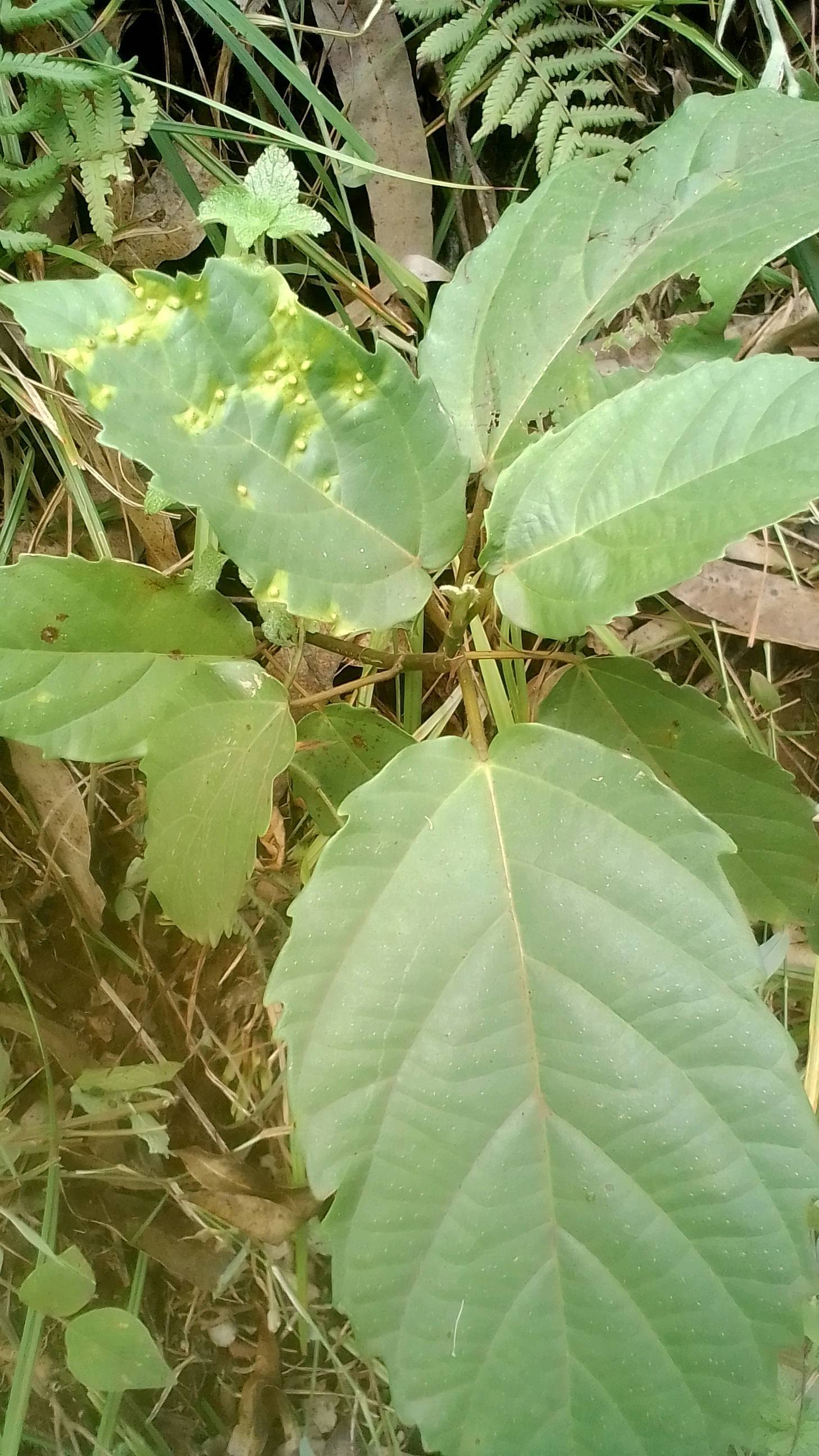 tree