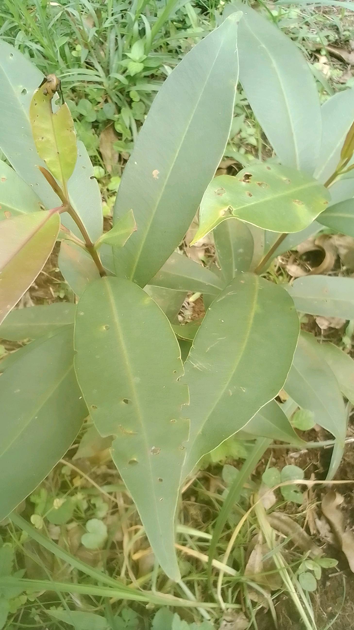 tree