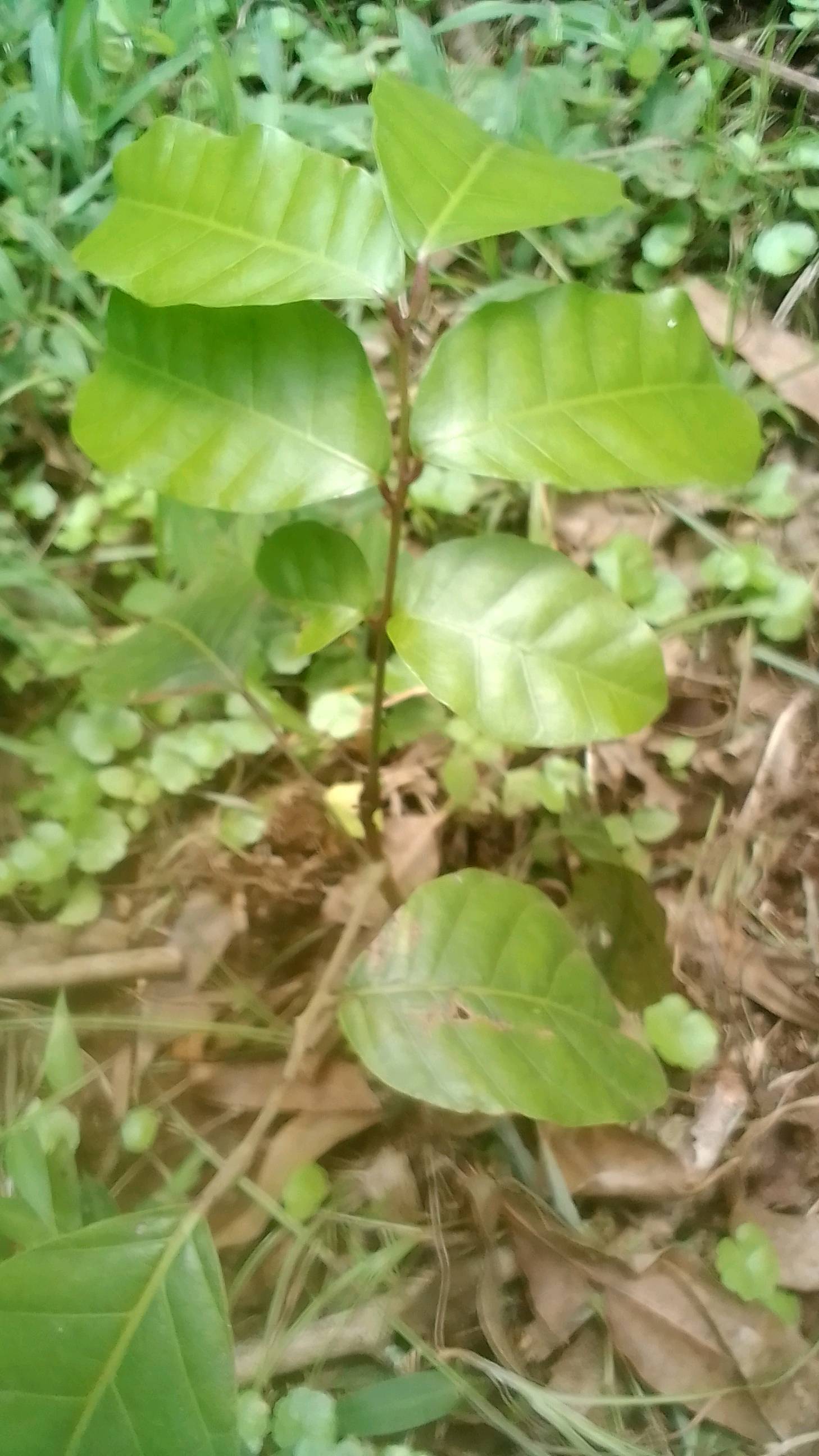 tree