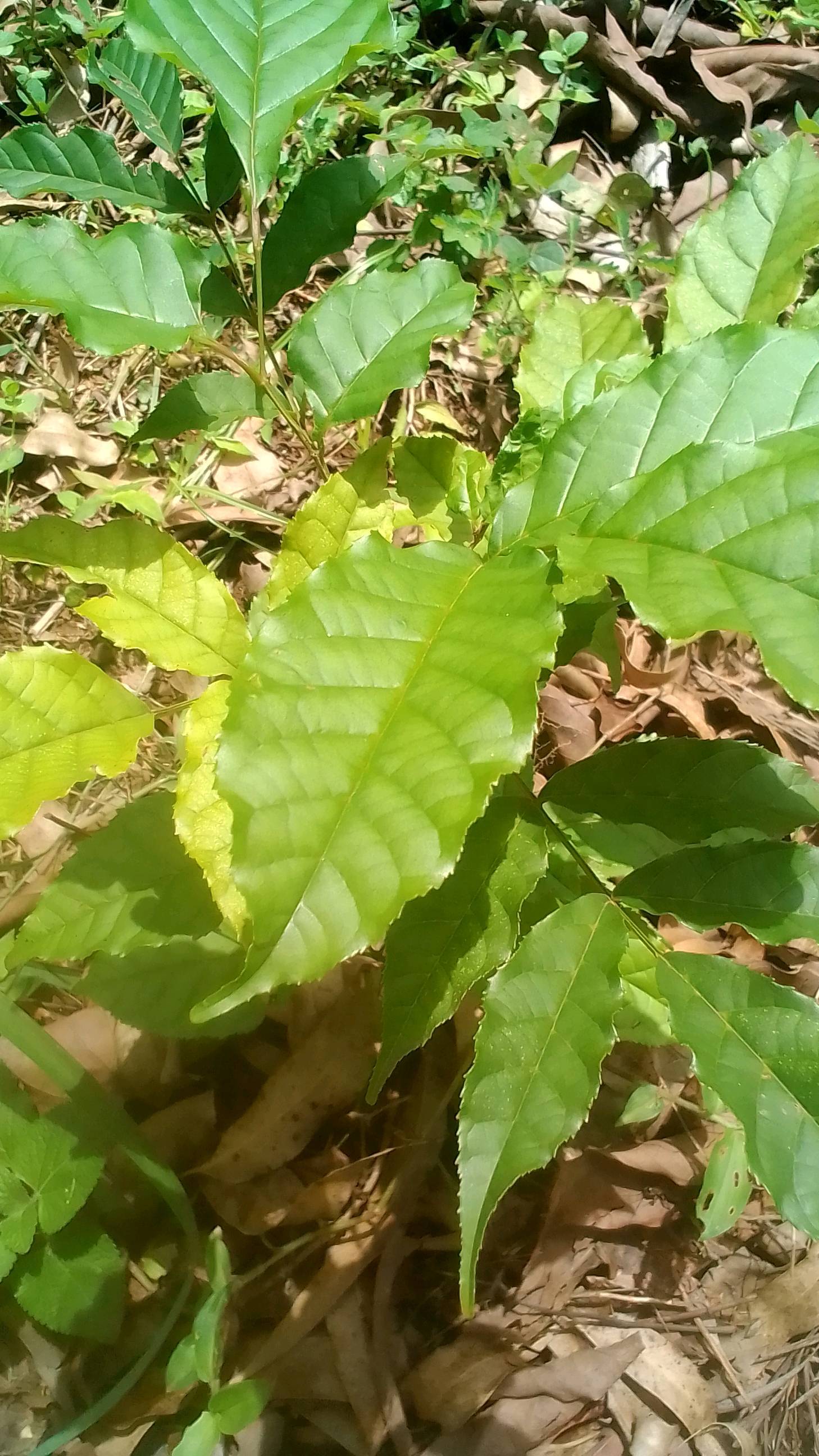 tree