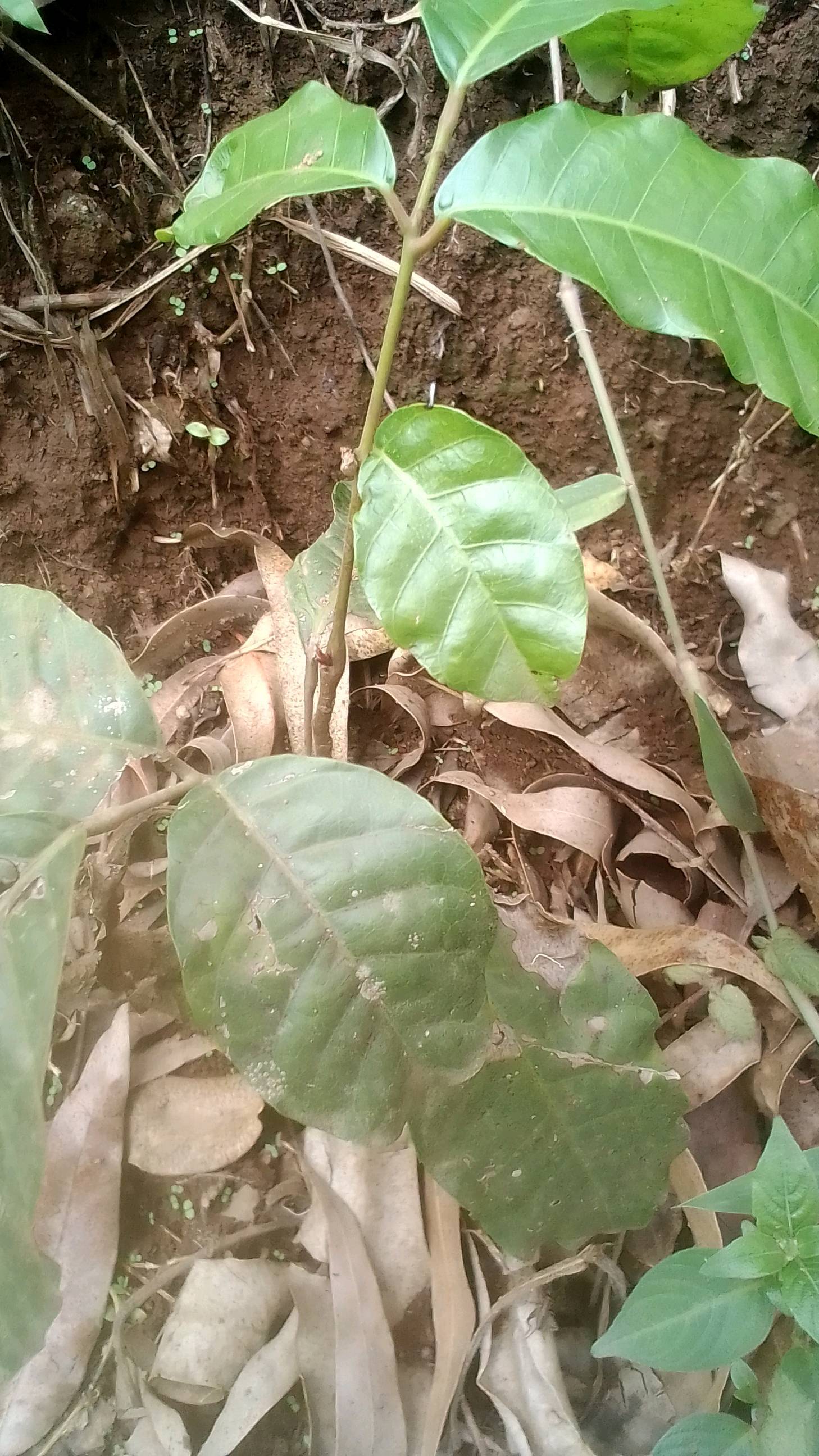 tree