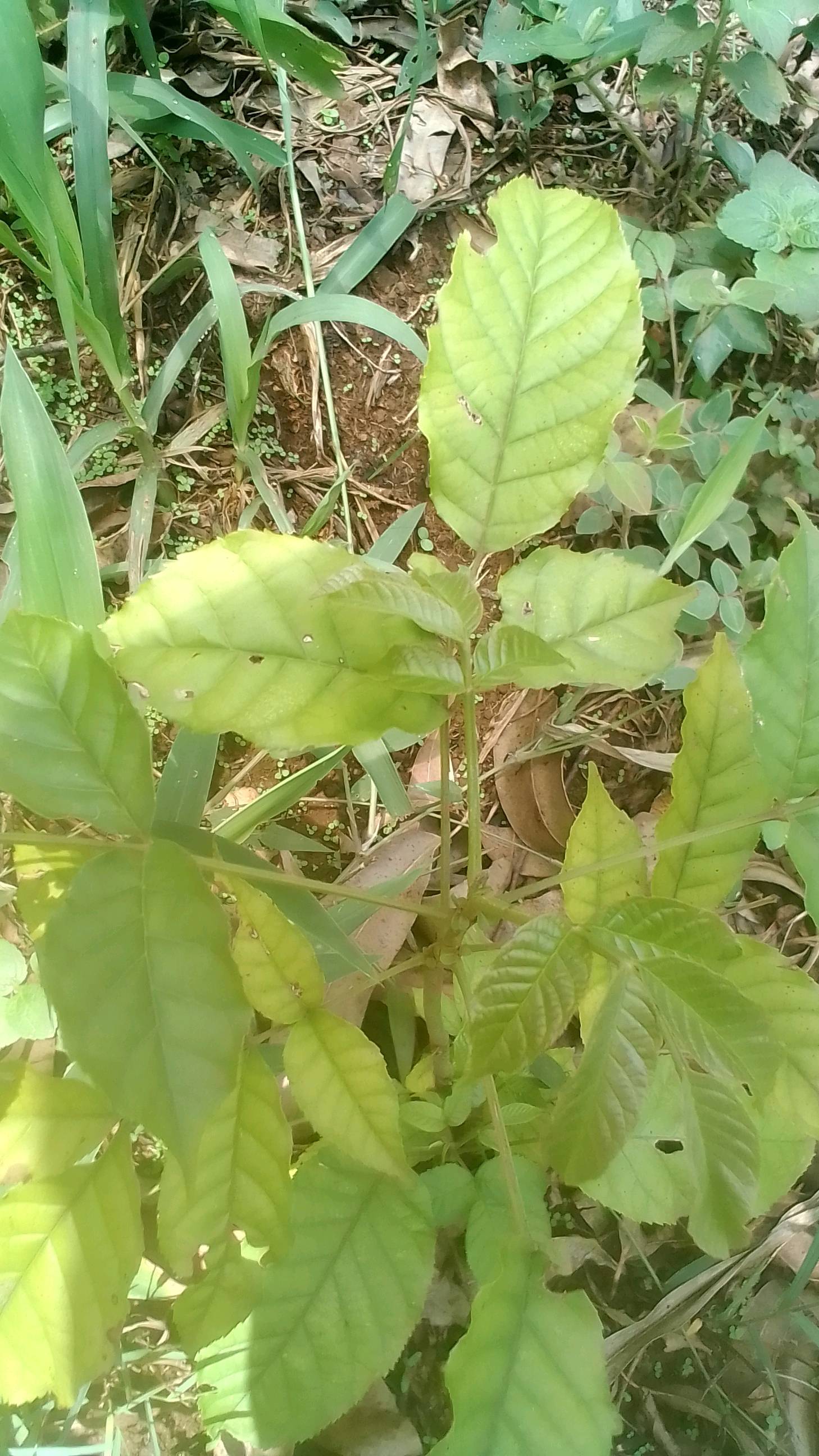 tree