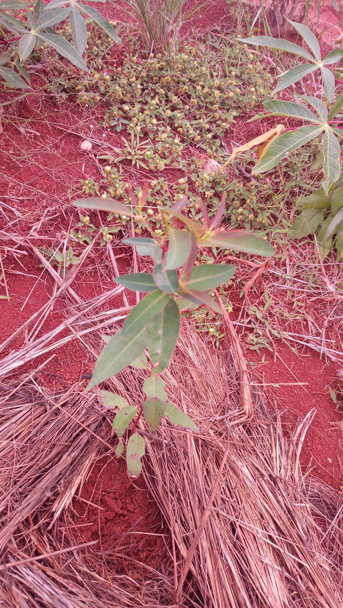 tree