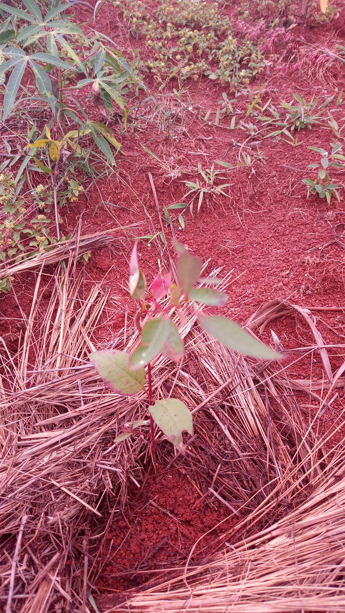 tree