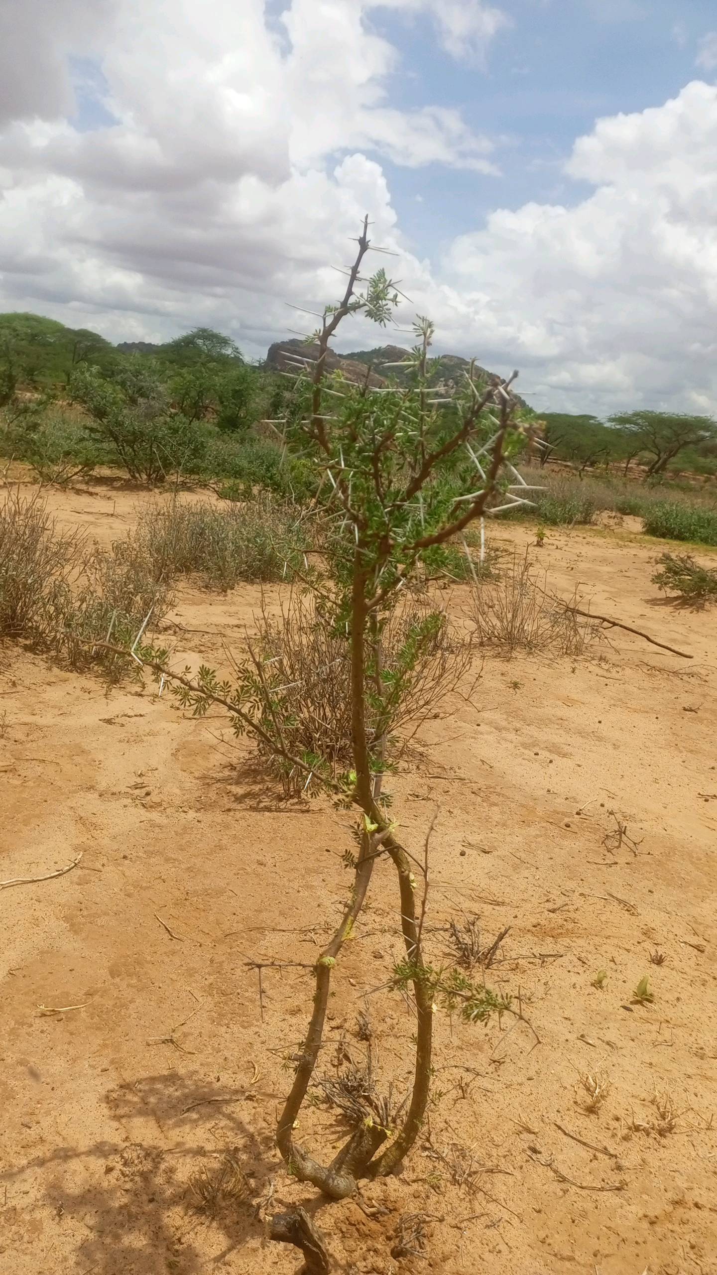 tree