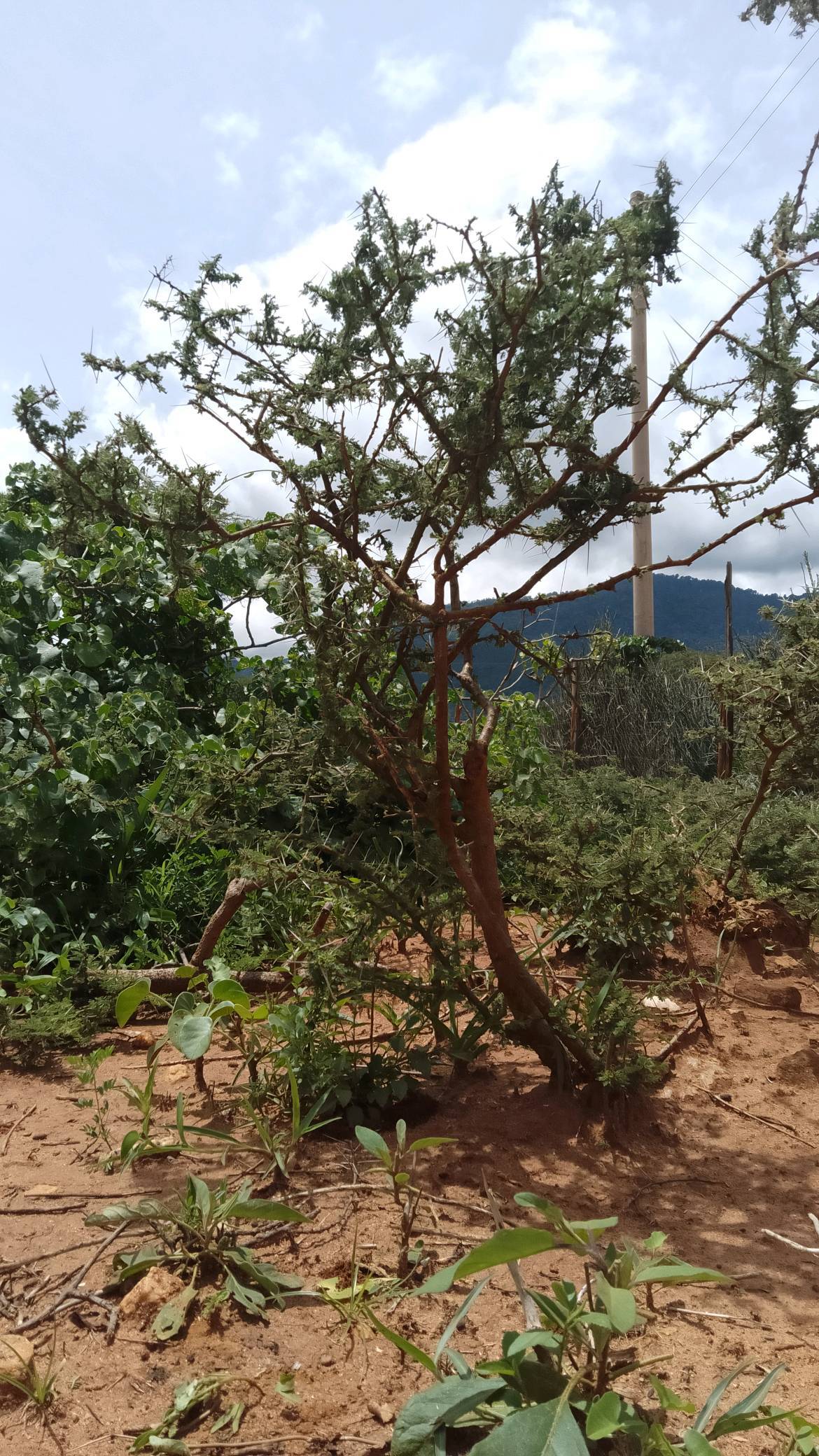 tree