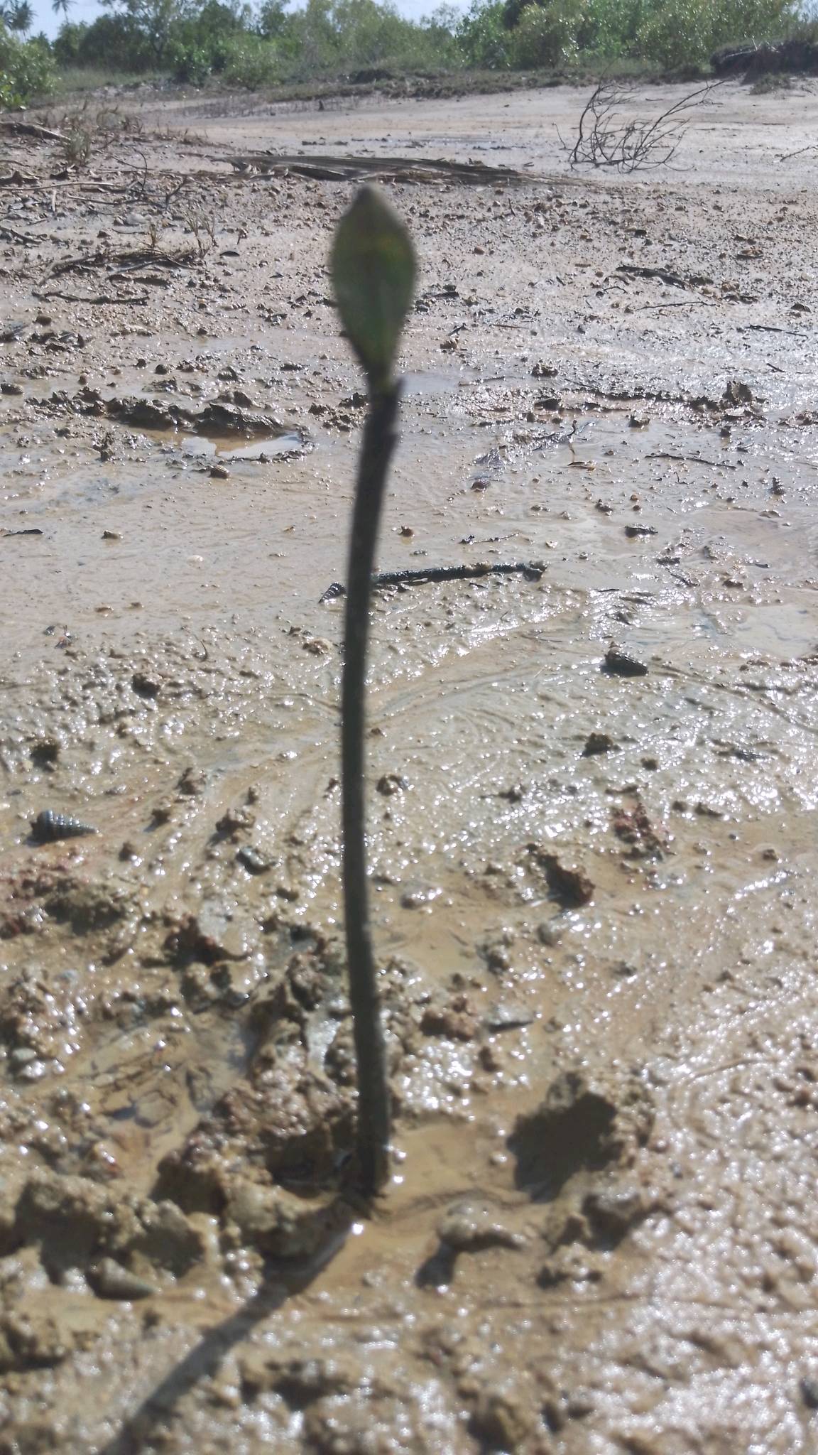 tree