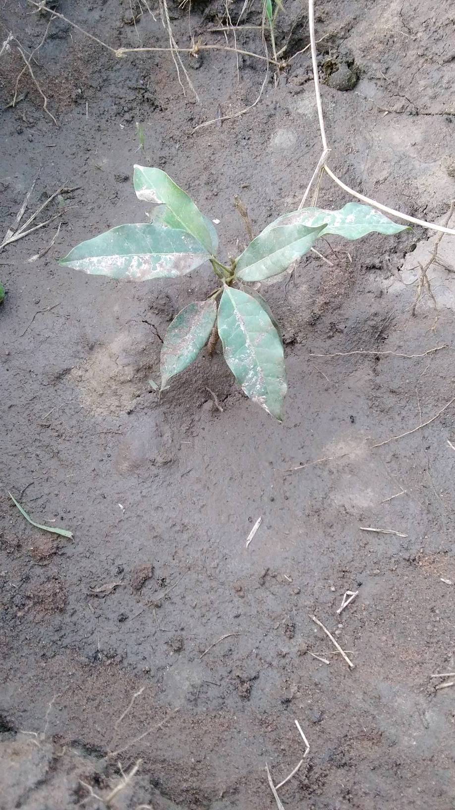 tree