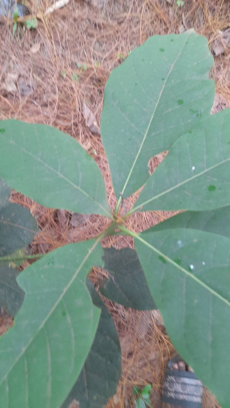 tree