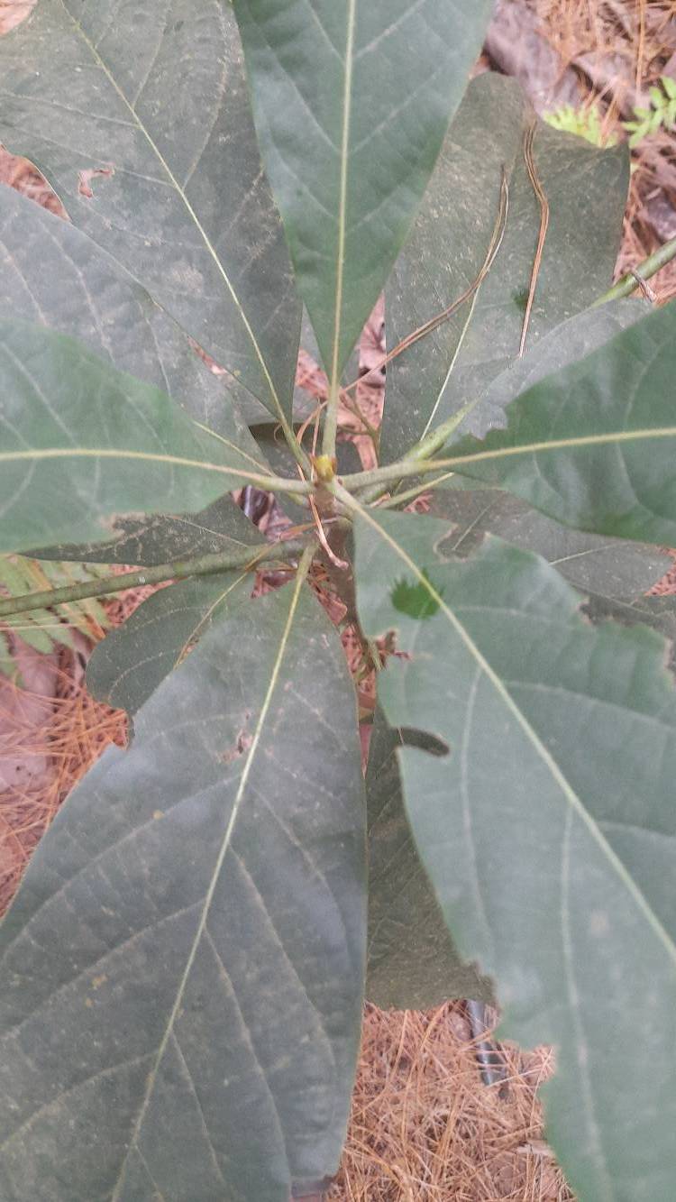 tree