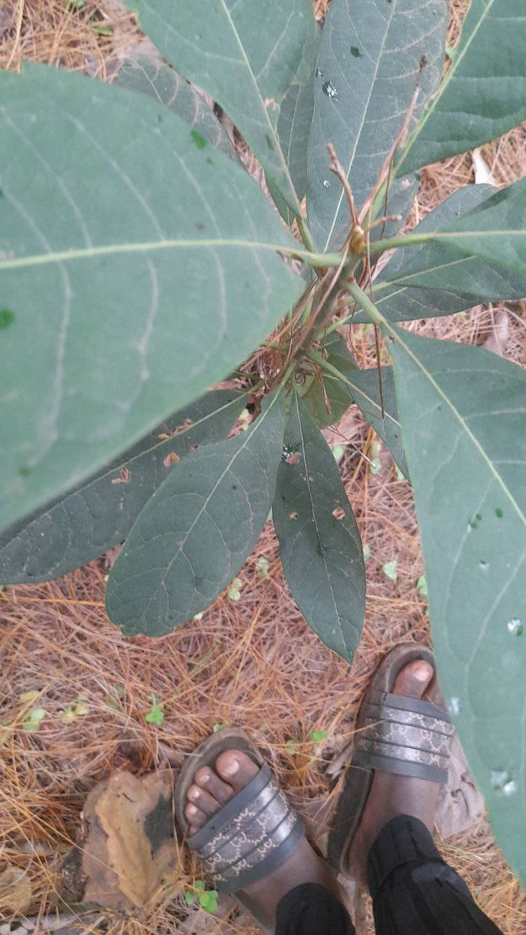 tree