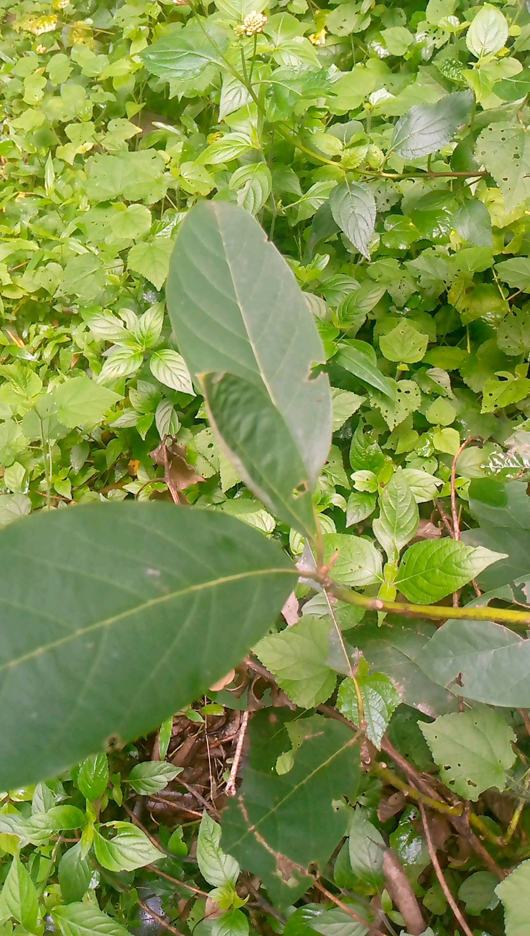 tree